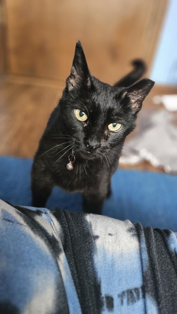 Louisa, a Adoptable mixed breed in Olyphant, PA image 5/6