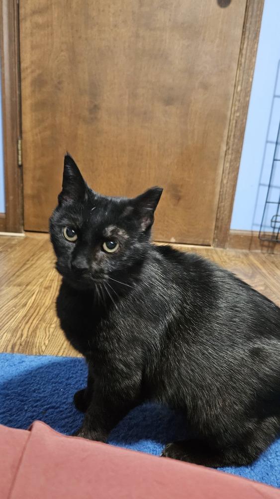 Louisa, a Adoptable mixed breed in Olyphant, PA image 6/6