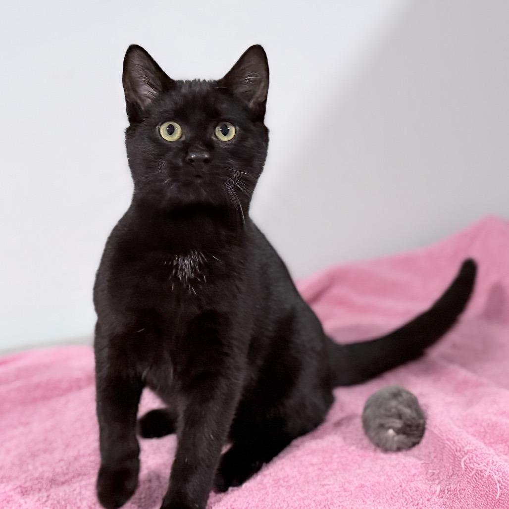 Moglin, a Adoptable Domestic Short Hair in Milbank, SD image 2/6