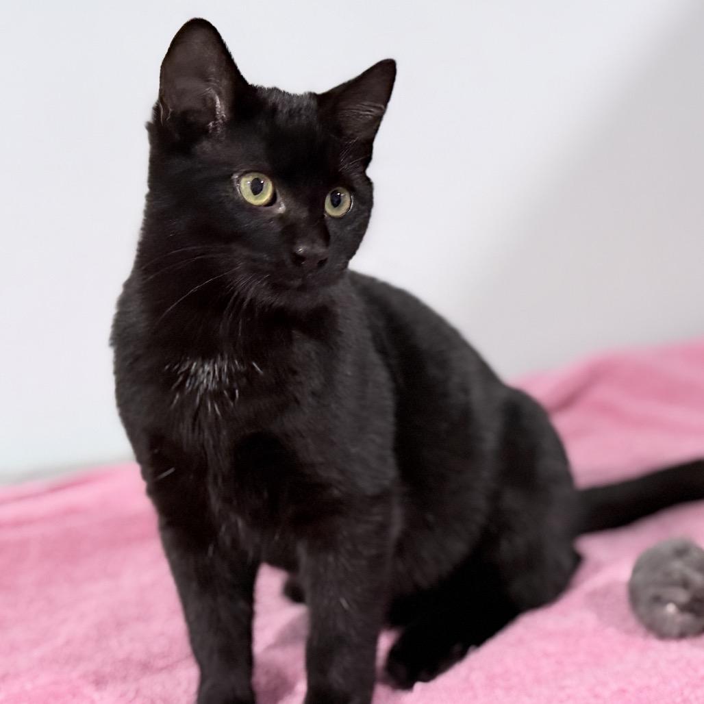 Moglin, a Adoptable Domestic Short Hair in Milbank, SD image 3/6