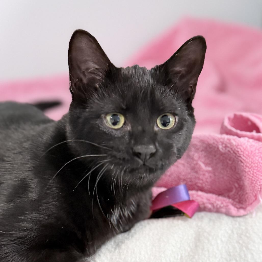 Moglin, a Adoptable Domestic Short Hair in Milbank, SD image 4/6