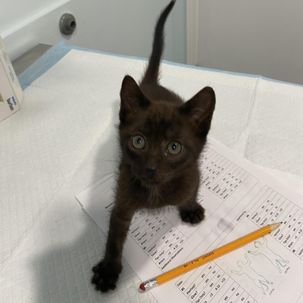 Moglin, a Adoptable Domestic Short Hair in Milbank, SD image 5/6