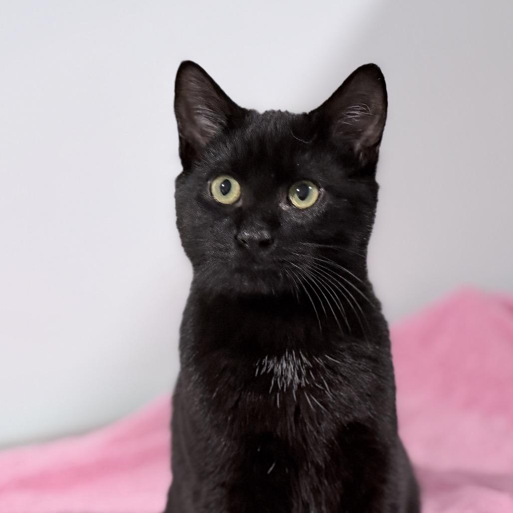 Moglin, a Adoptable Domestic Short Hair in Milbank, SD image 6/6