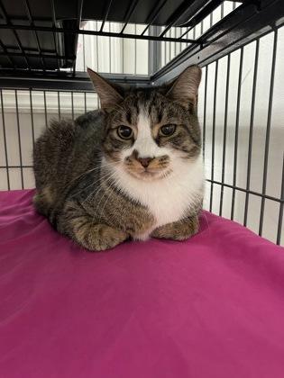 Yoda, Adoptable, Kitten Male Domestic Short Hair & Domestic Short Hair.