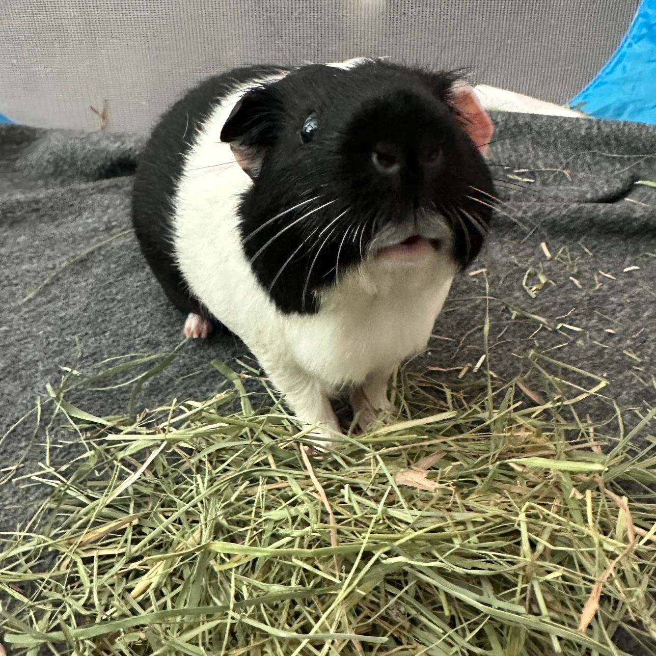 Milo, Adoptable, Adult Male Guinea Pig.
