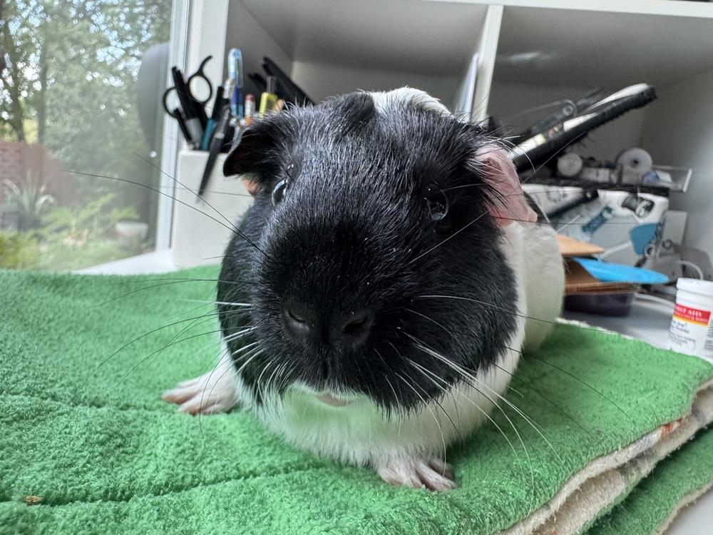 Milo, Adoptable, Adult Male Guinea Pig.