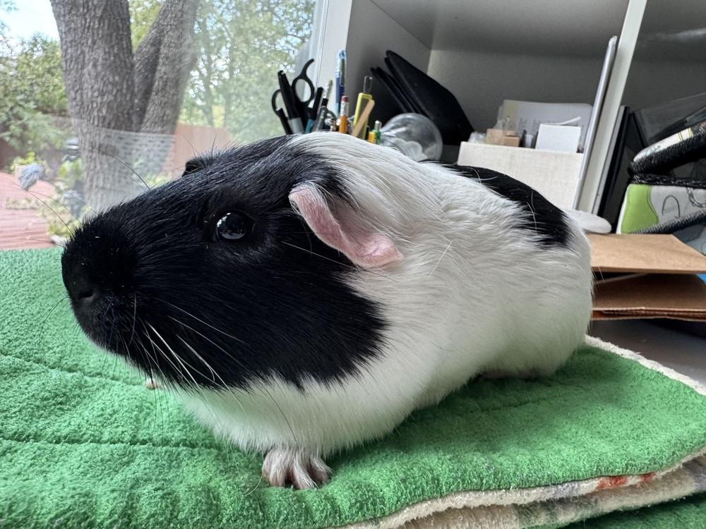 Milo, a Adoptable Guinea Pig in Austin, TX image 4/6