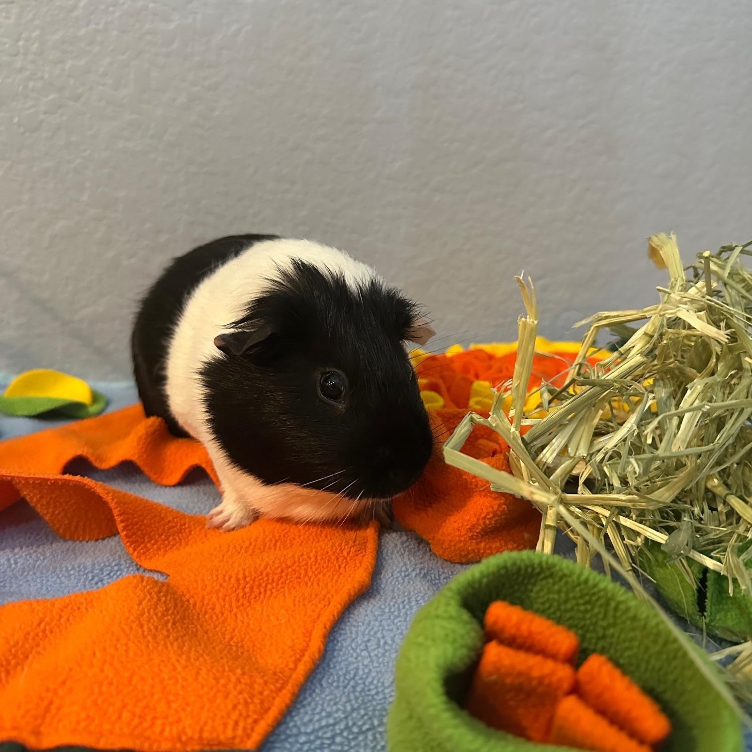 Milo, a Adoptable Guinea Pig in Austin, TX image 2/6