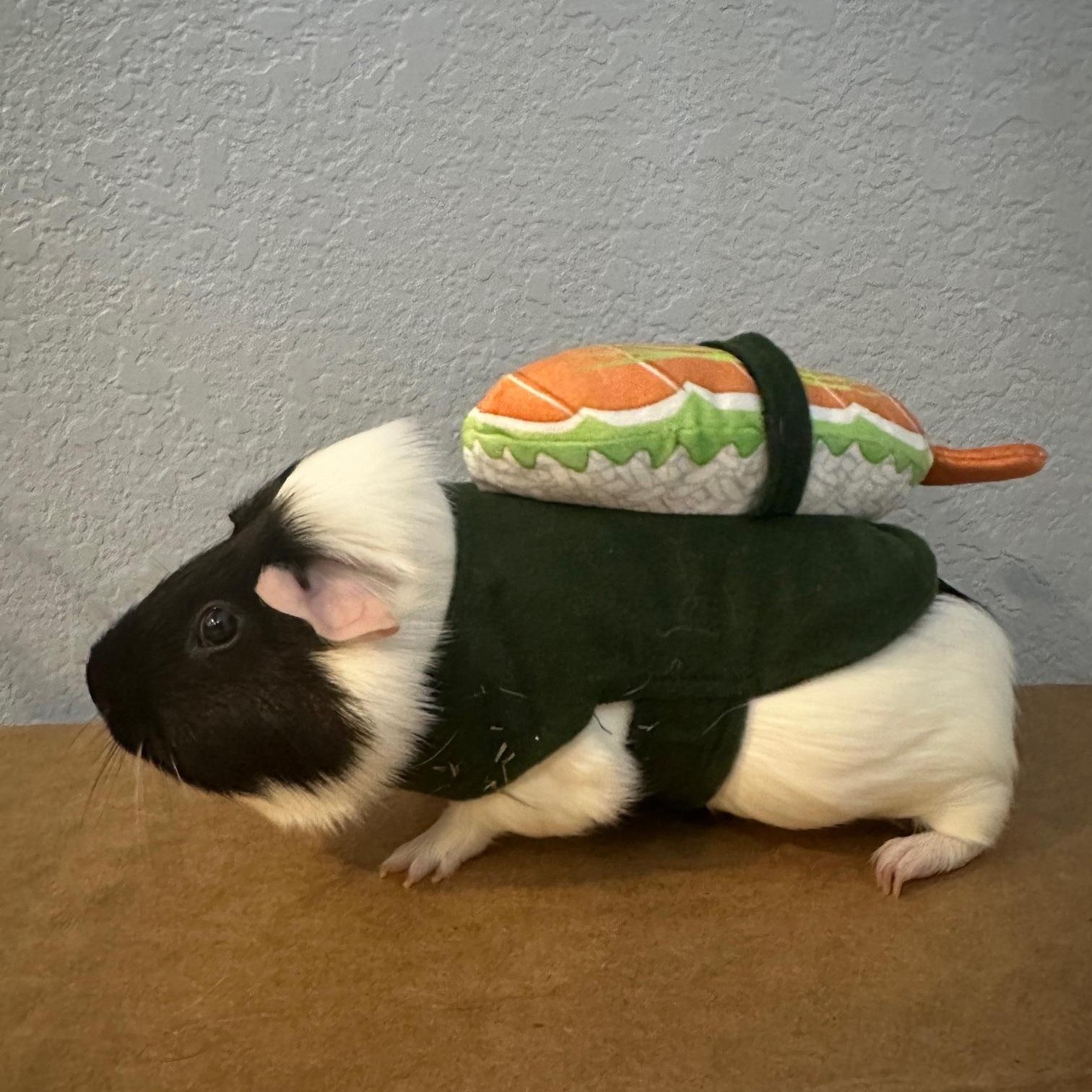 Milo, a Adoptable Guinea Pig in Austin, TX image 6/6