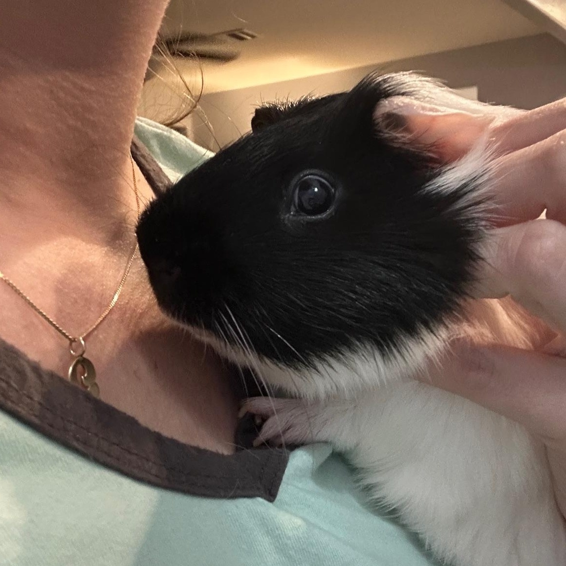Milo, a Adoptable Guinea Pig in Austin, TX image 5/6