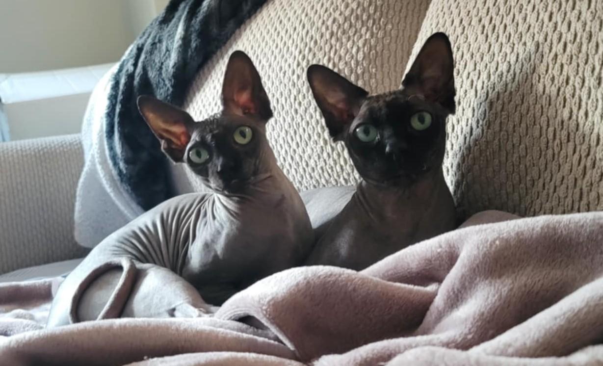 Sphynx Cats for Adoption: Discover Your Unique Feline Friend Today