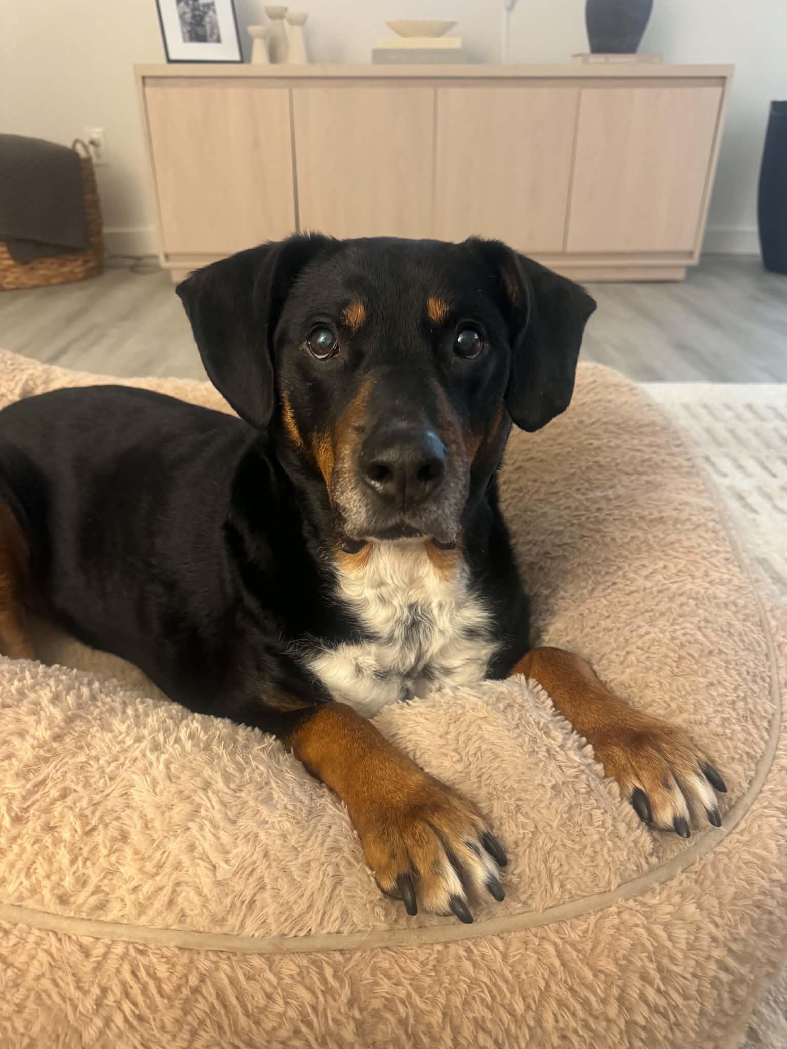 Marshall(senior in foster), adoptable, Senior Male Mixed Breed.