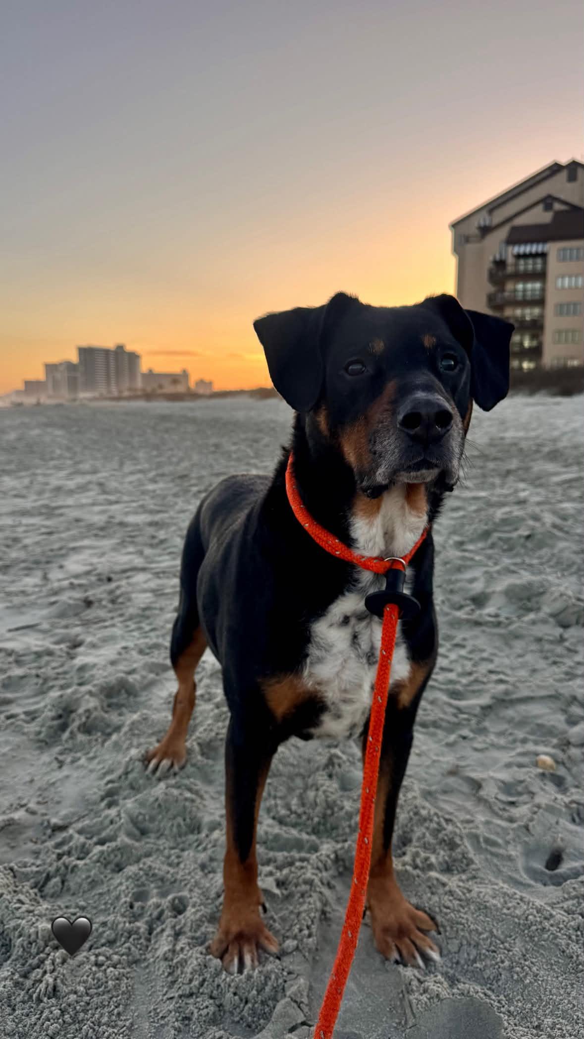 Marshall(senior in foster), an adoptable Mixed Breed in Myrtle Beach, SC image 4/5