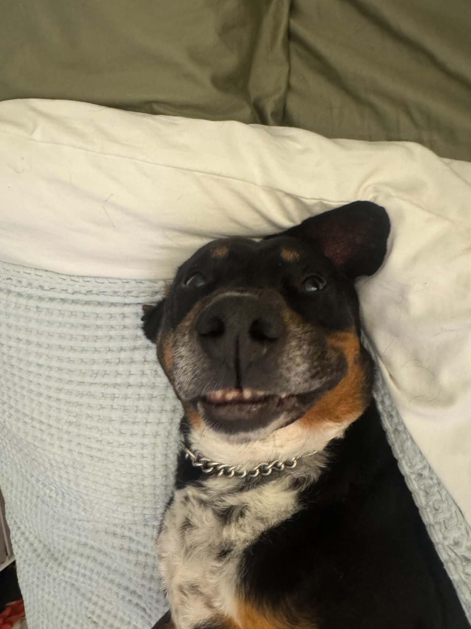 Marshall(senior in foster), an adoptable Mixed Breed in Myrtle Beach, SC image 3/5