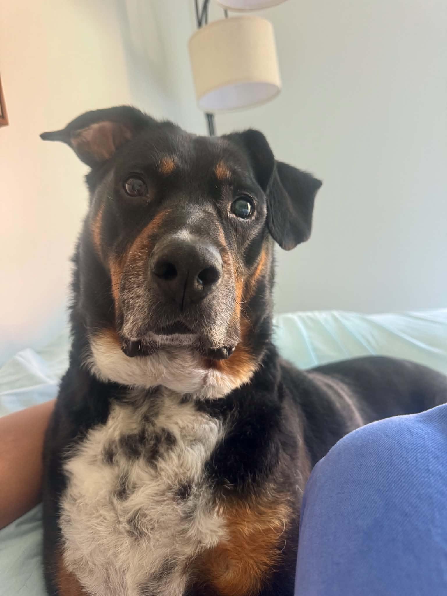 Marshall(senior in foster), an adoptable Mixed Breed in Myrtle Beach, SC image 2/5