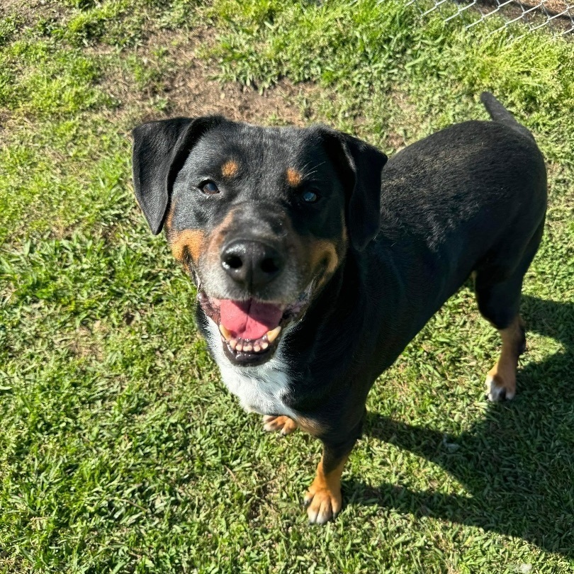 Marshall(senior in foster), an adoptable Mixed Breed in Myrtle Beach, SC image 5/5