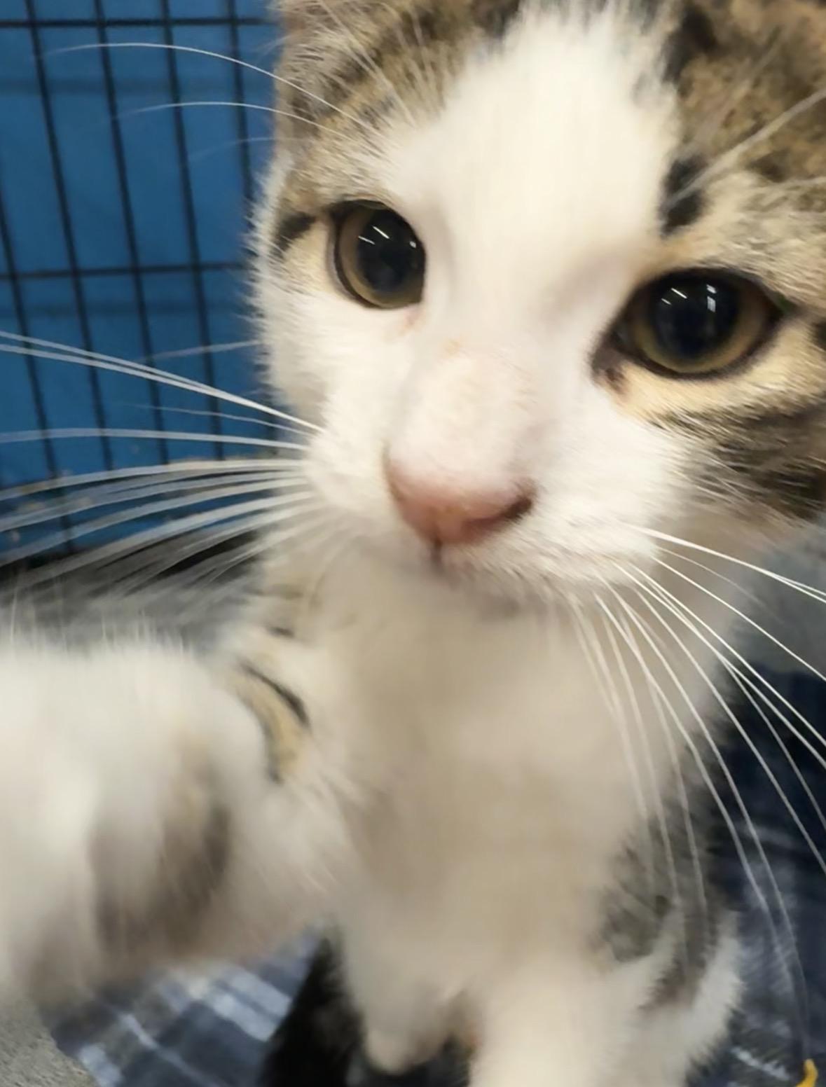 Duke, adopted, Kitten Male Domestic Short Hair.