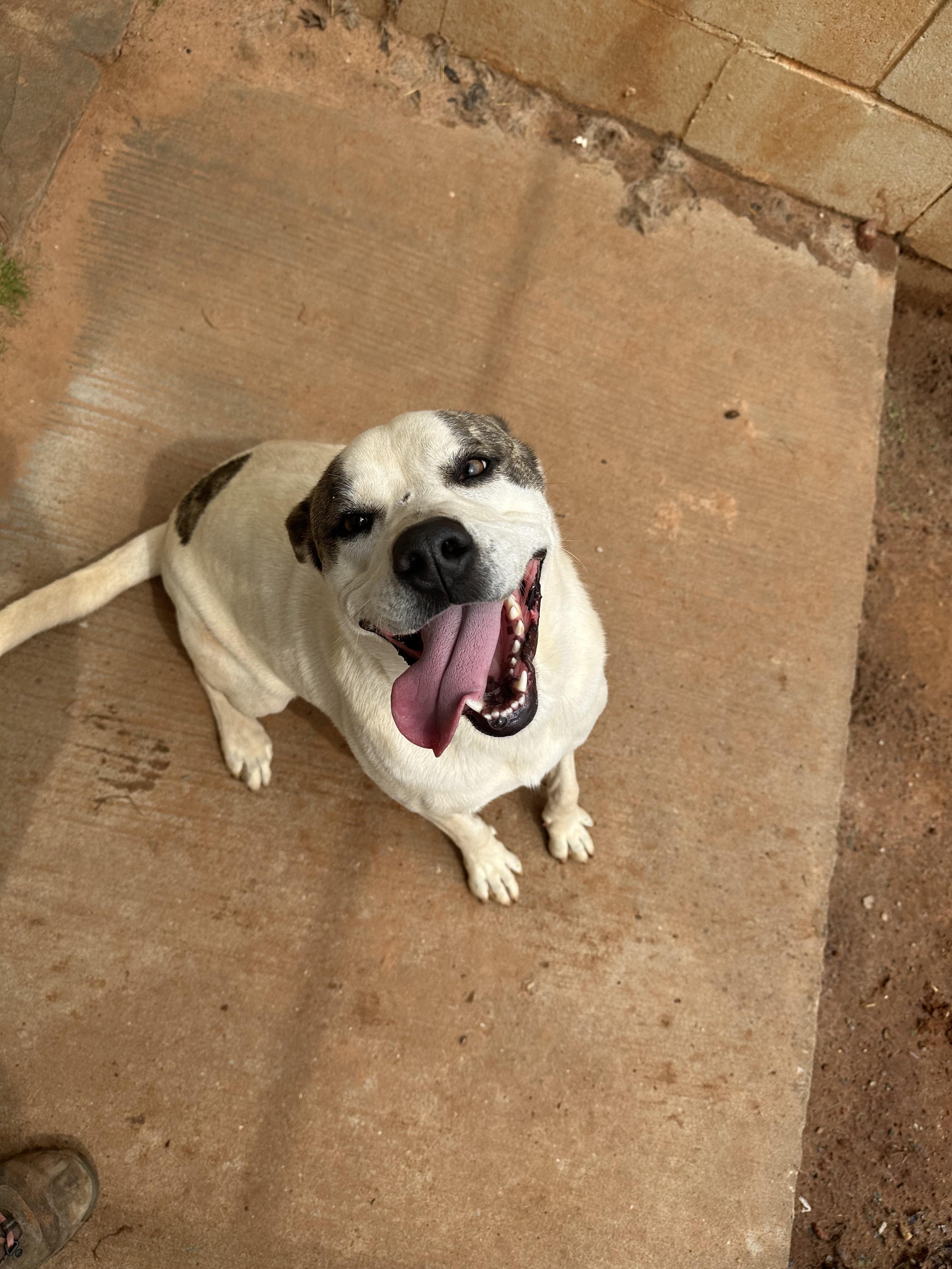 Enlarge Karly, a Adoptable Pit Bull Terrier in Guthrie, OK image 1/5