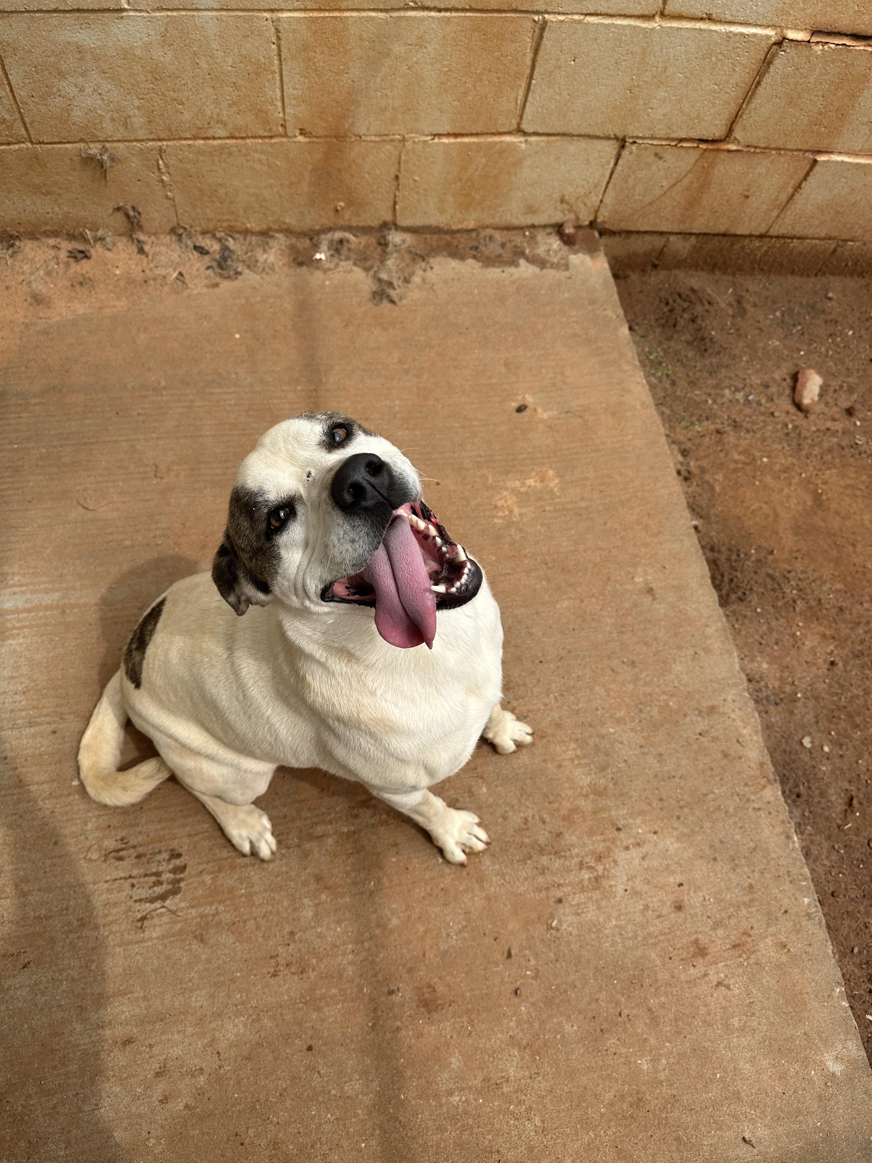 Enlarge Karly, a Adoptable Pit Bull Terrier in Guthrie, OK image 2/5
