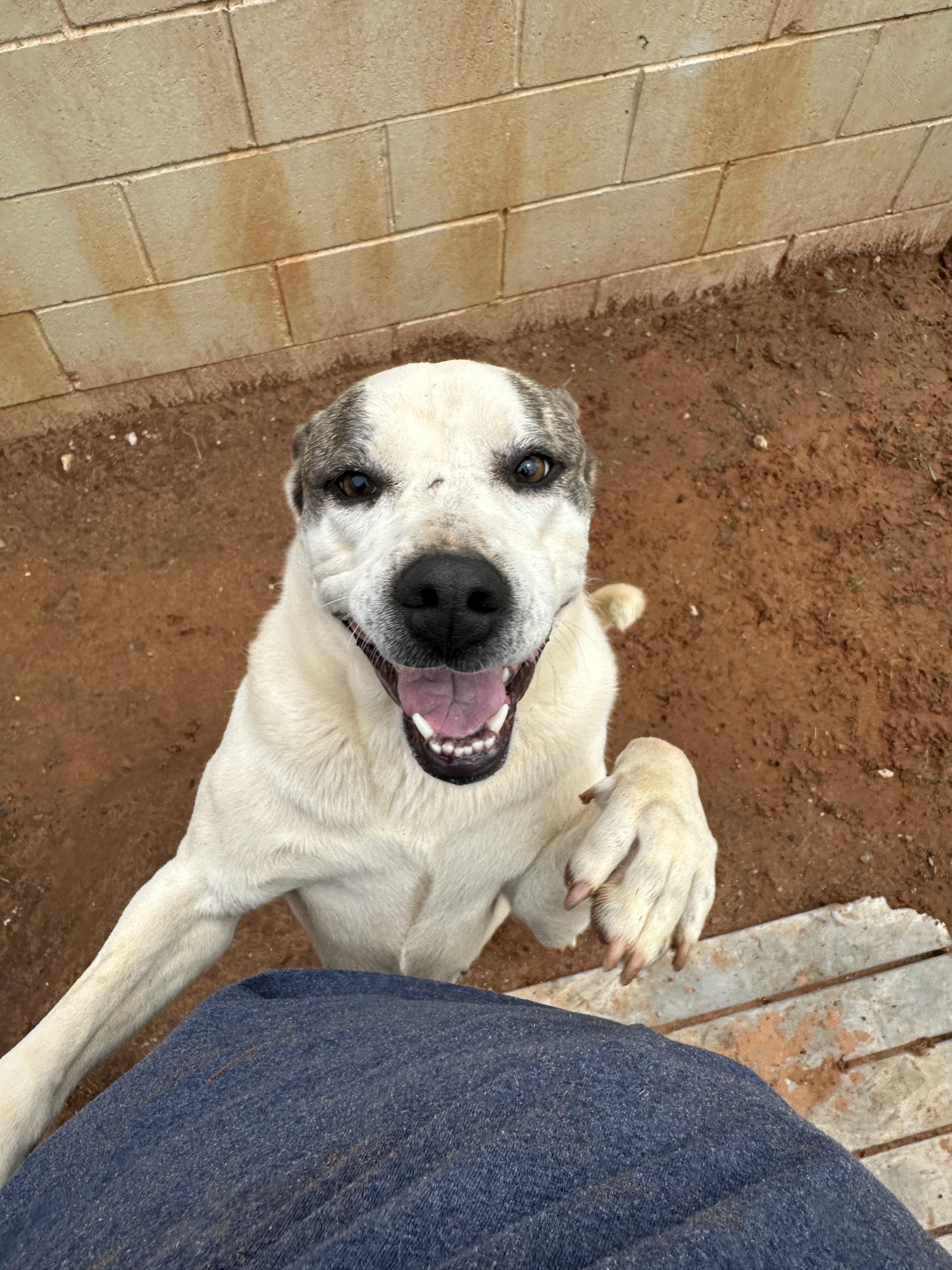 Karly, Adoptable, Adult Female Pit Bull Terrier.