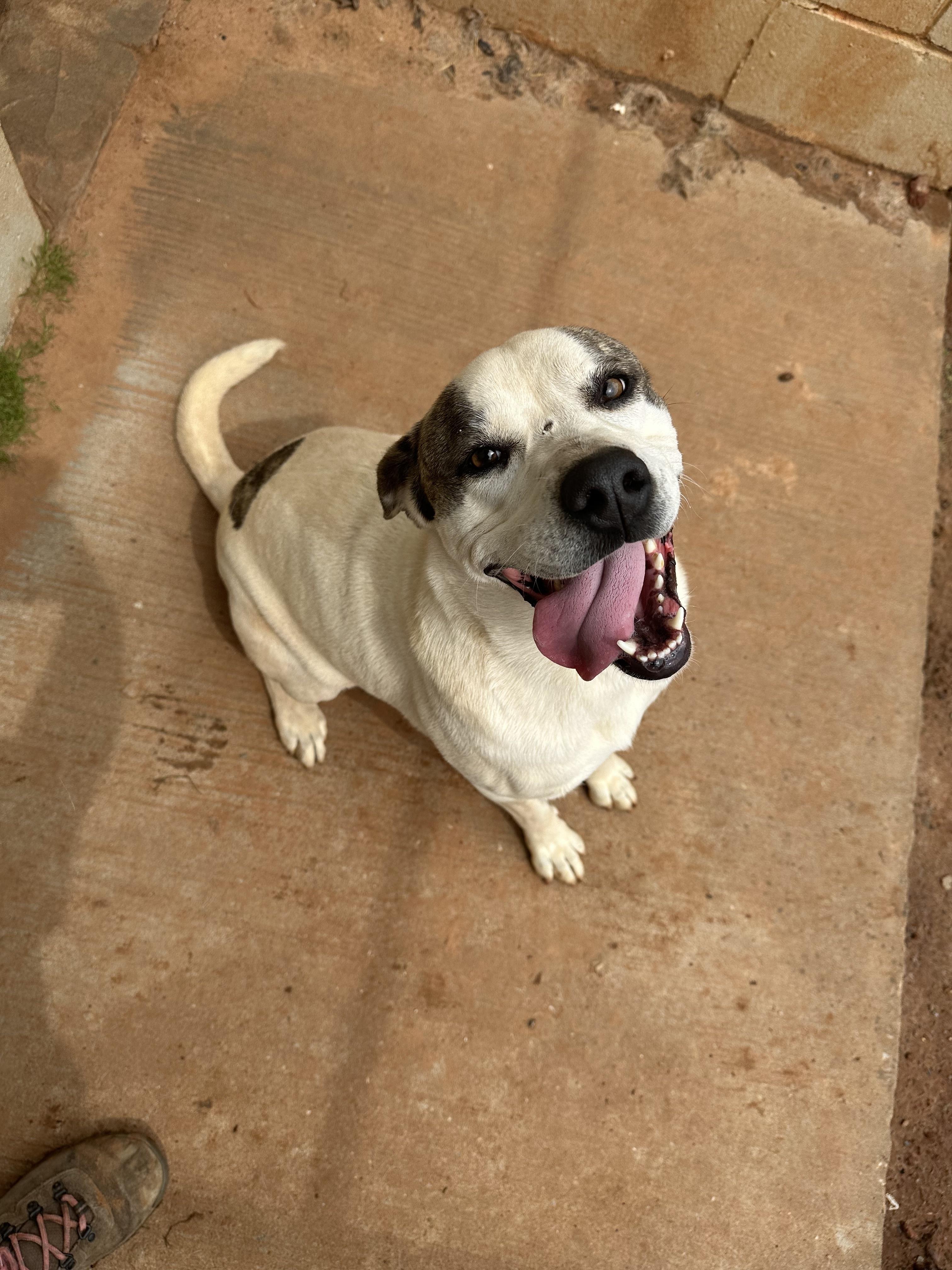 Enlarge Karly, a Adoptable Pit Bull Terrier in Guthrie, OK image 4/5