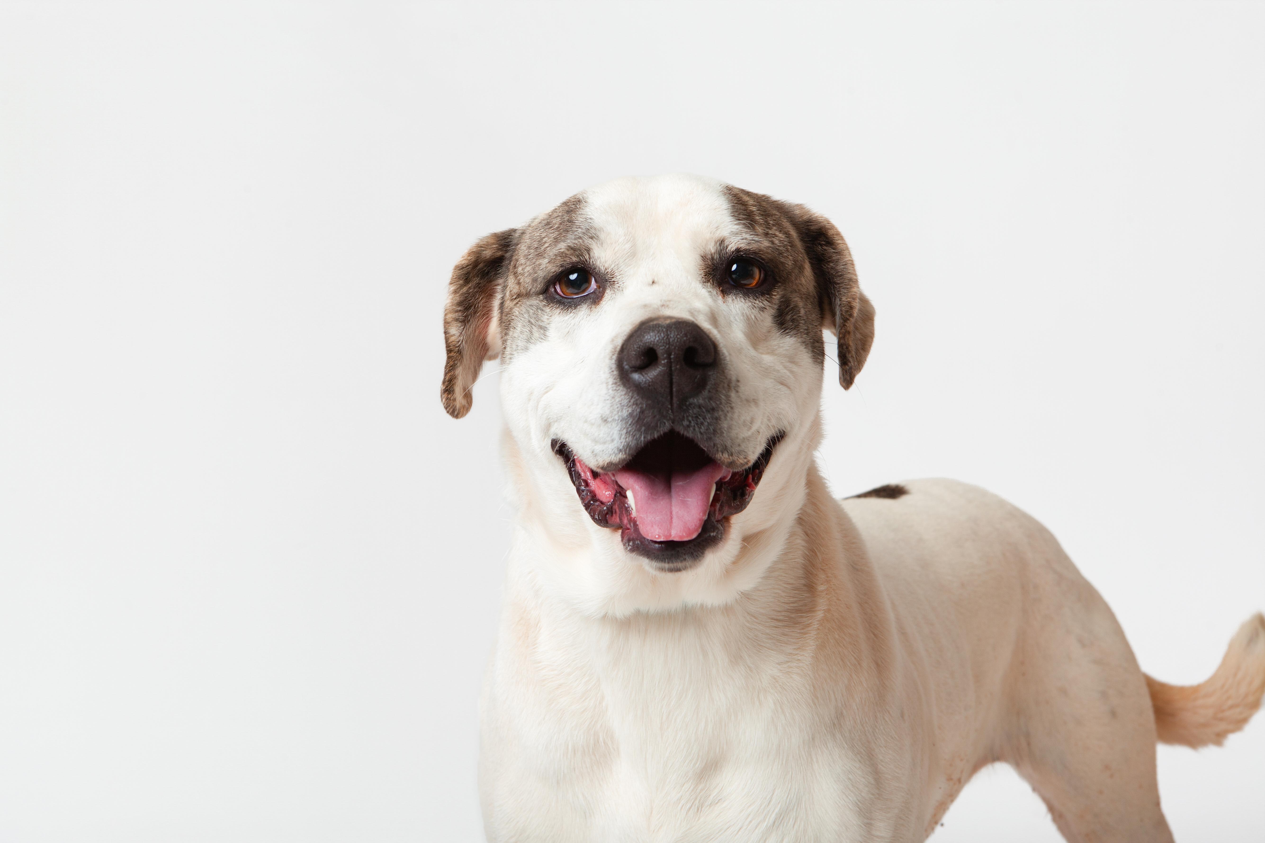 Karly, a Adoptable Pit Bull Terrier in Guthrie, OK image 2/6