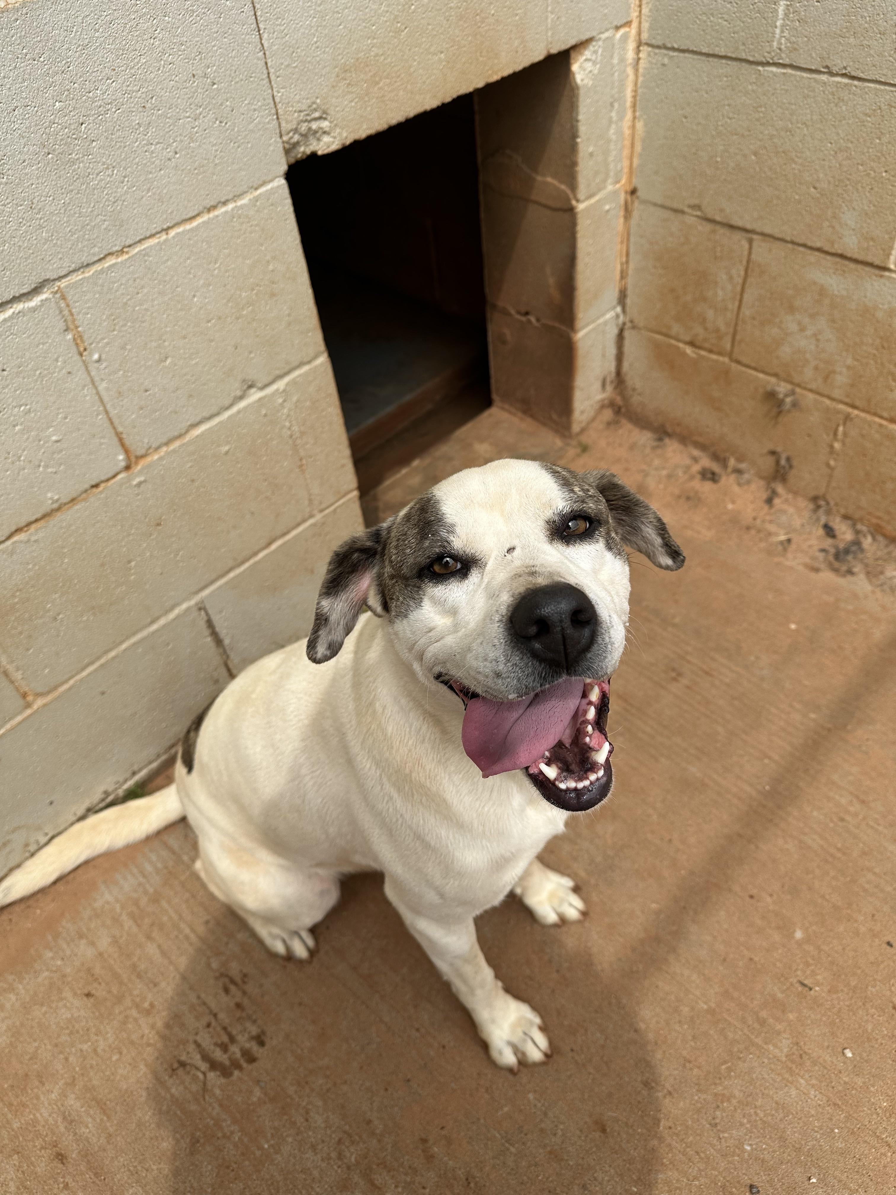 Enlarge Karly, a Adoptable Pit Bull Terrier in Guthrie, OK image 5/5