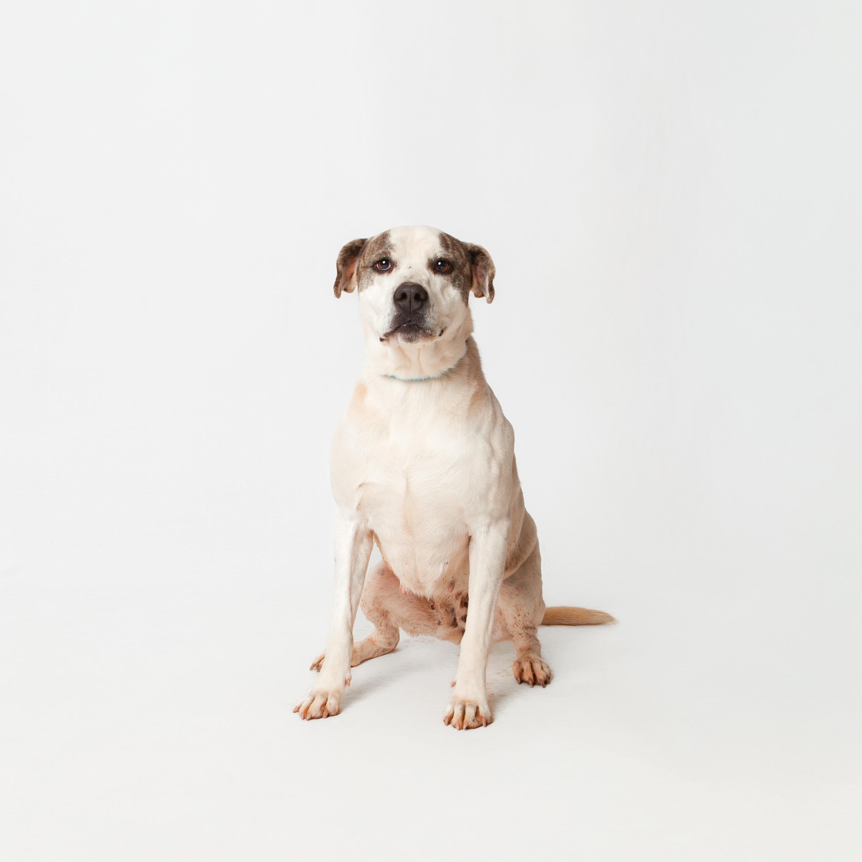 Karly, a Adoptable Pit Bull Terrier in Guthrie, OK image 4/6