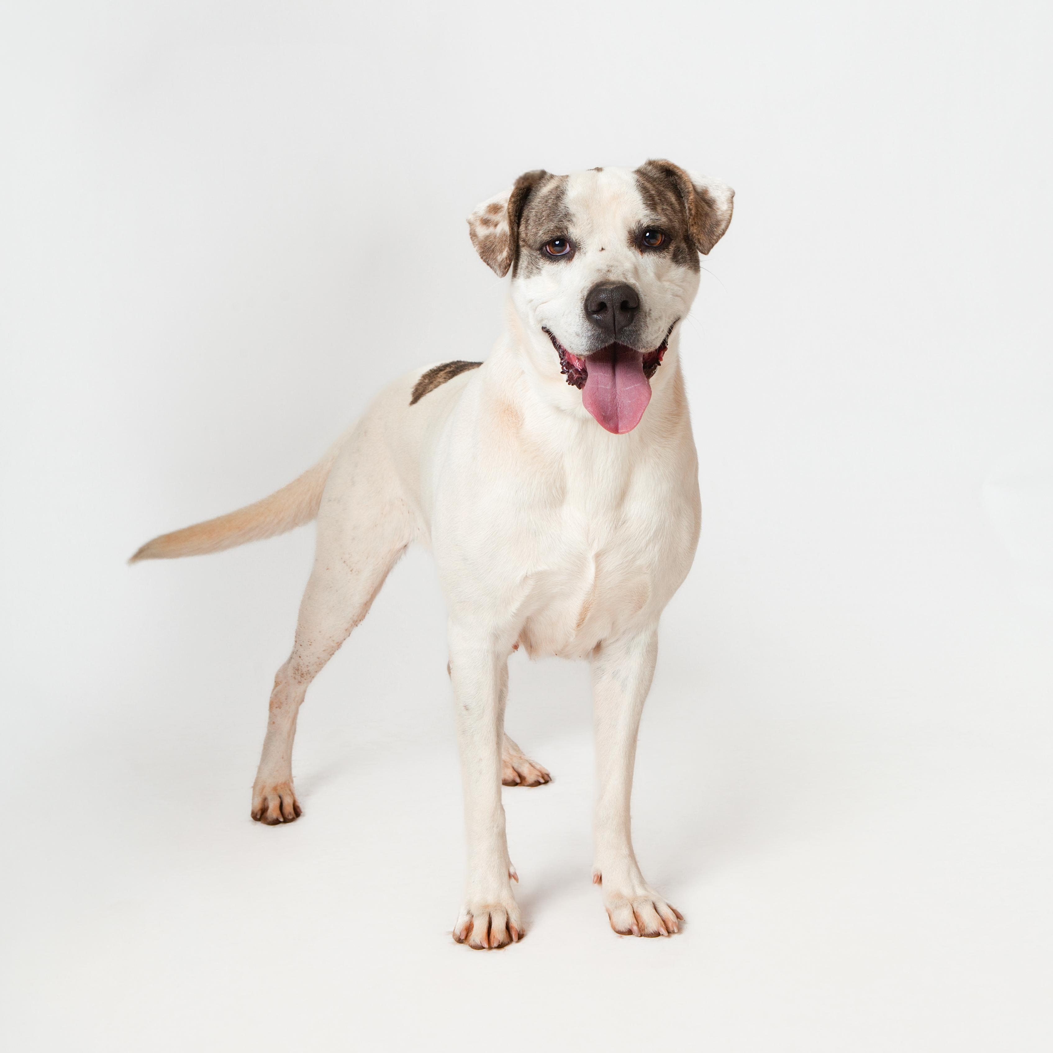 Karly, a Adoptable Pit Bull Terrier in Guthrie, OK image 1/6