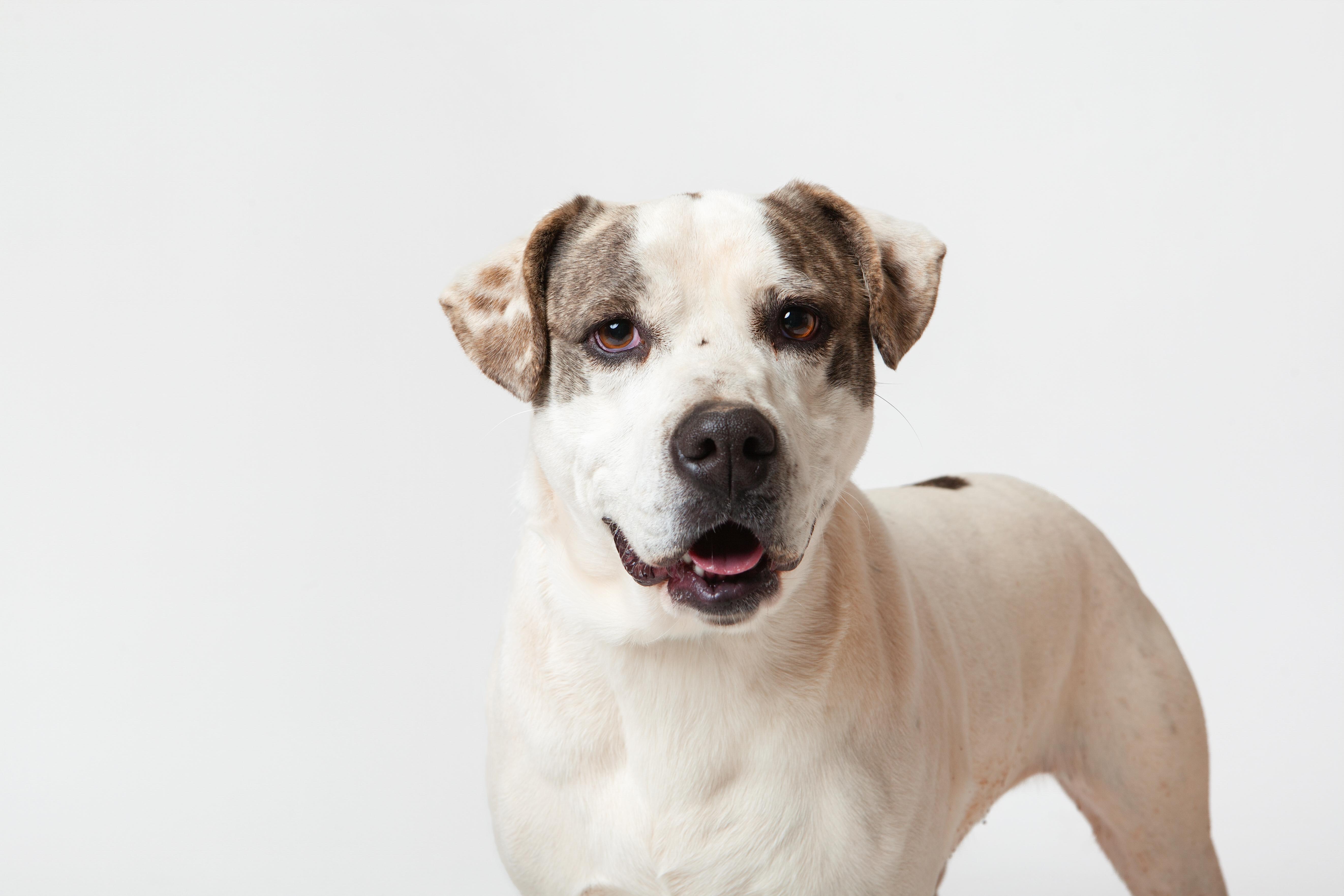Karly, a Adoptable Pit Bull Terrier in Guthrie, OK image 3/6