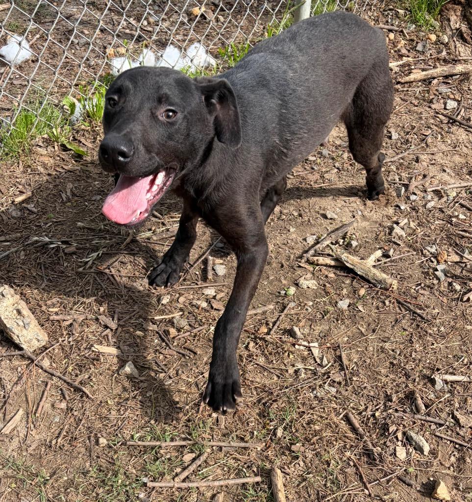 Foxx, Adoptable, Puppy Male Labrador Retriever.