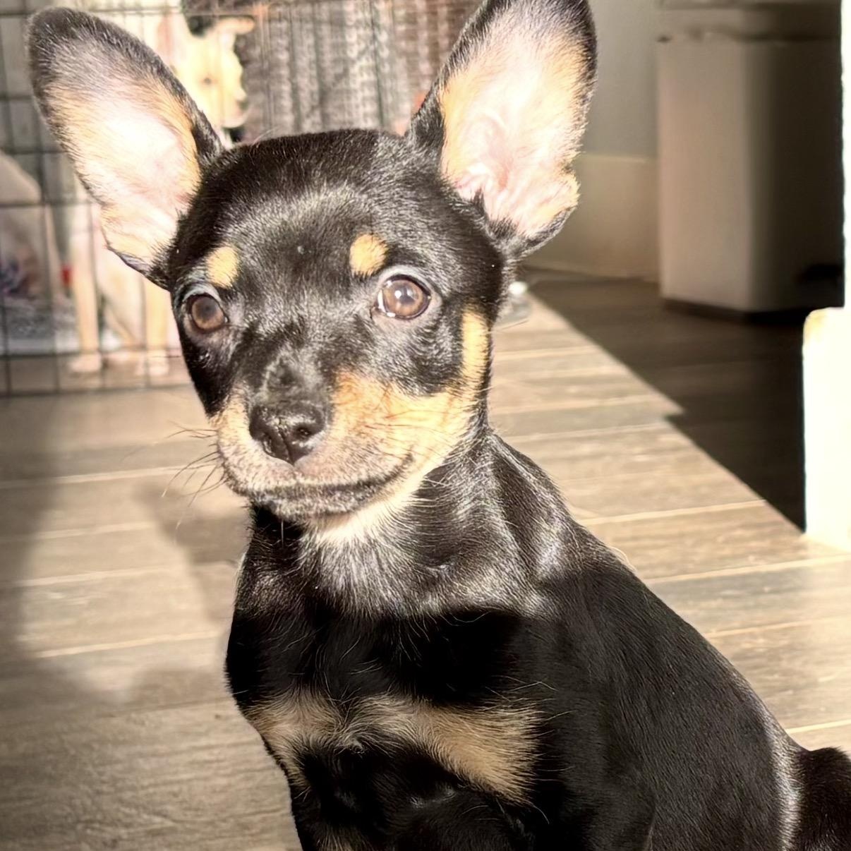 Pip, ADOPTABLE, Puppy Female Chiweenie & Miniature Pinscher.