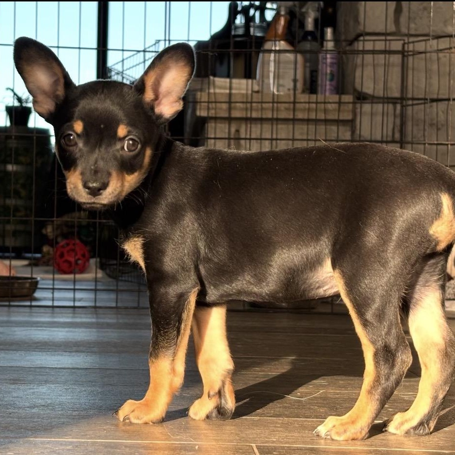 Enlarge Pip, a ADOPTABLE mixed breed in Austin, TX image 3/4