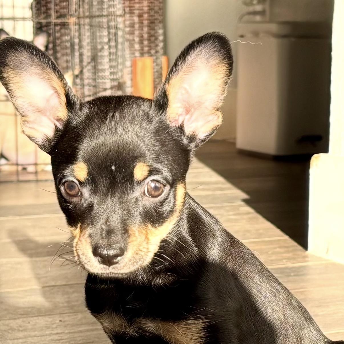 Enlarge Pip, a ADOPTABLE mixed breed in Austin, TX image 4/4