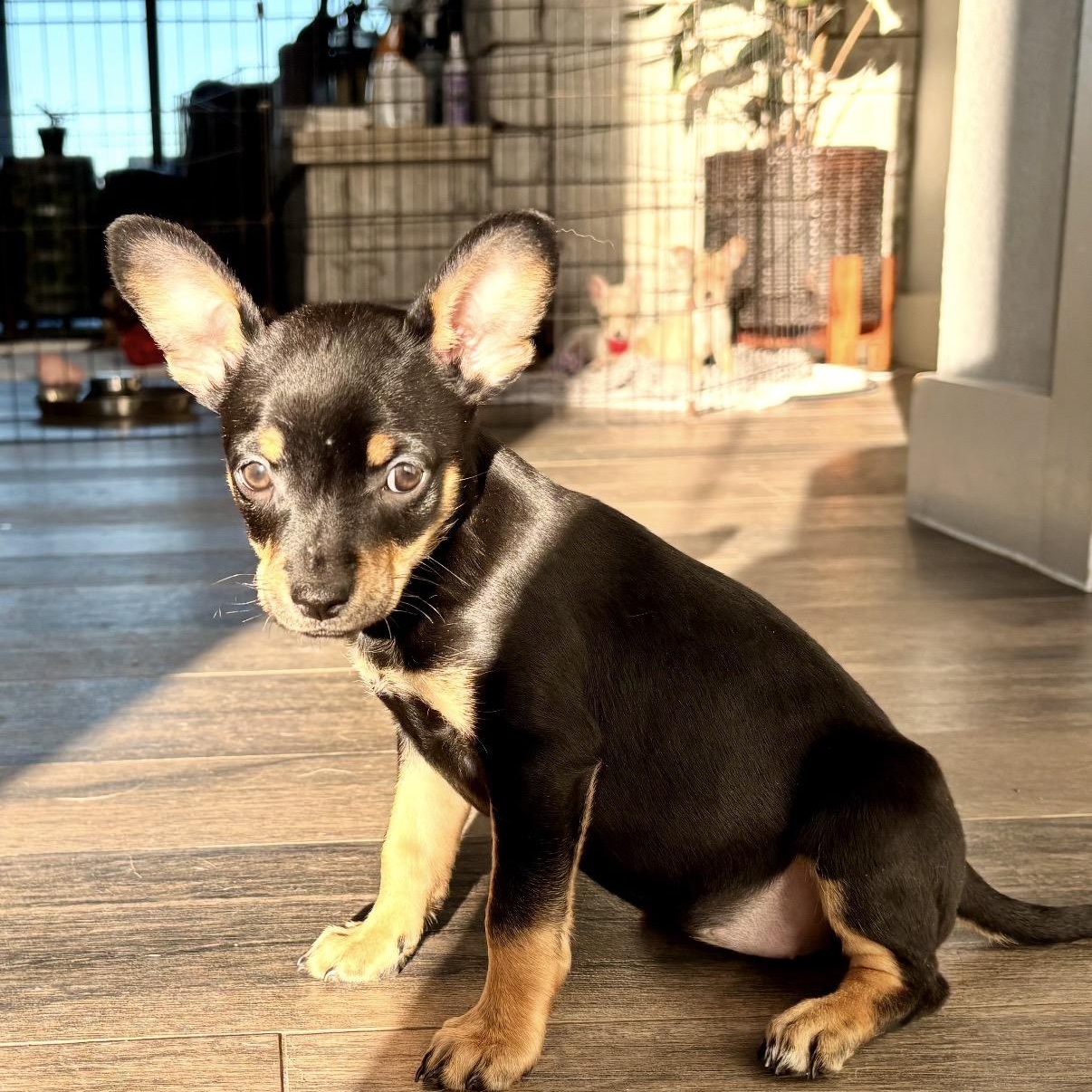 Enlarge Pip, a ADOPTABLE mixed breed in Austin, TX image 2/4