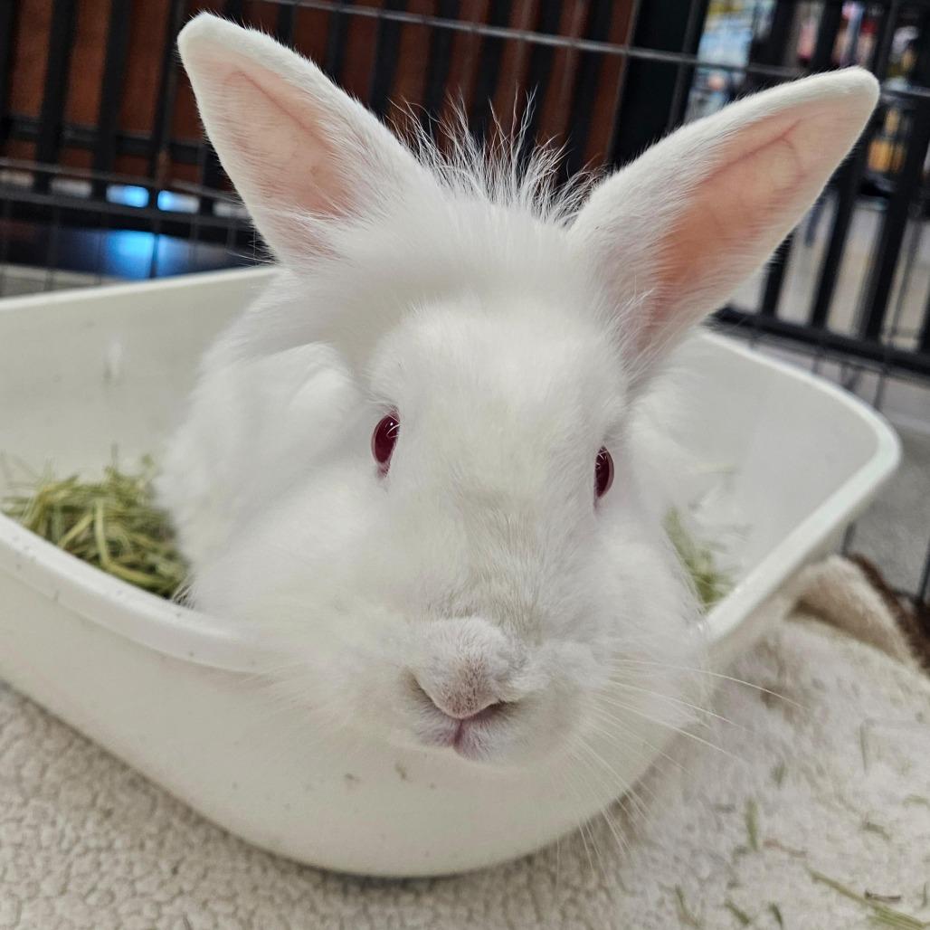 Calistoga, Adoptable, Adult Male Lionhead.