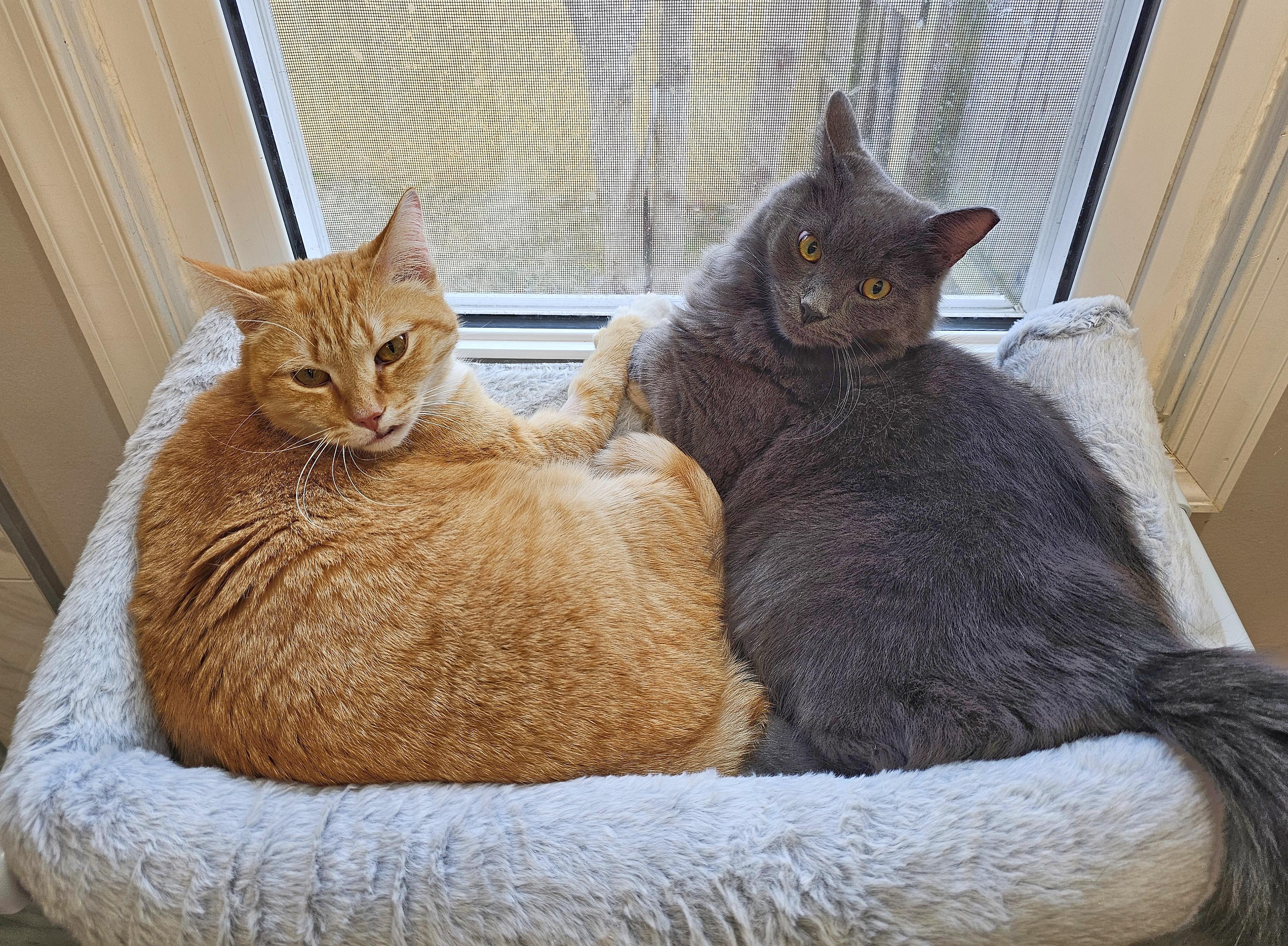 Panchito and Luca , an adoptable mixed breed in Fairfax, VA image 4/6