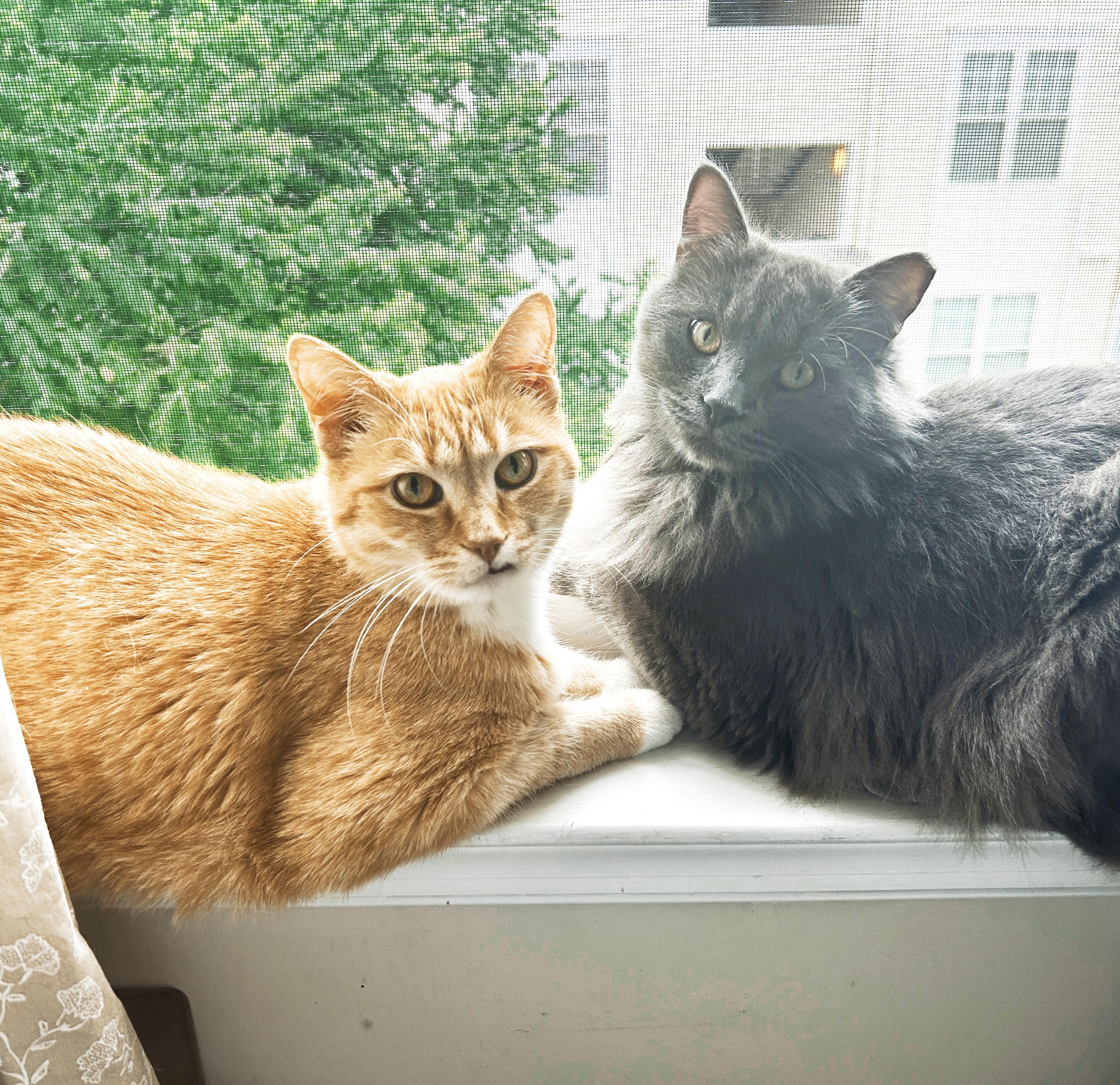 Enlarge Panchito and Luca , an adoptable mixed breed in Fairfax, VA image 5/6