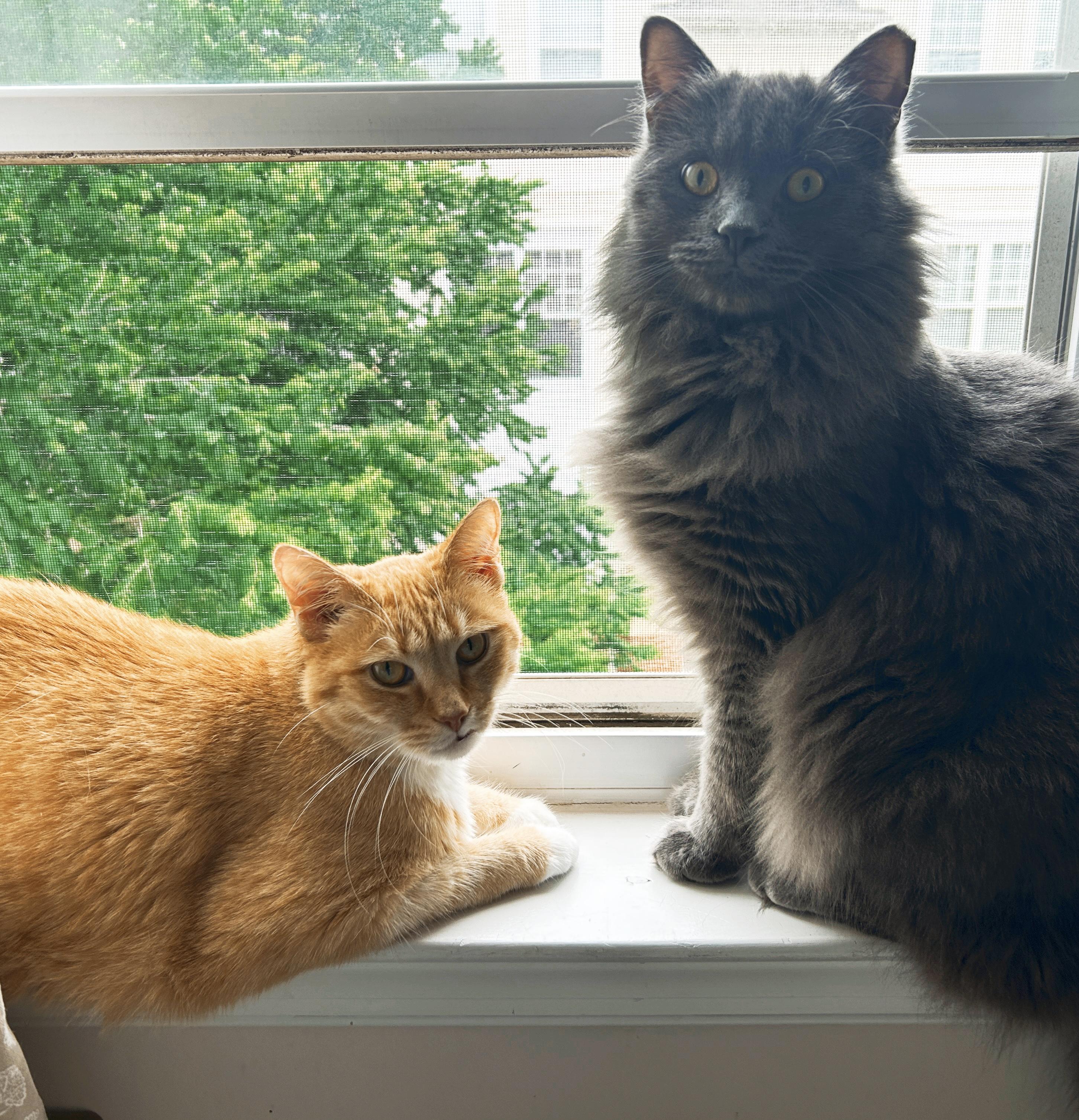 Enlarge Panchito and Luca , an adoptable mixed breed in Fairfax, VA image 1/6