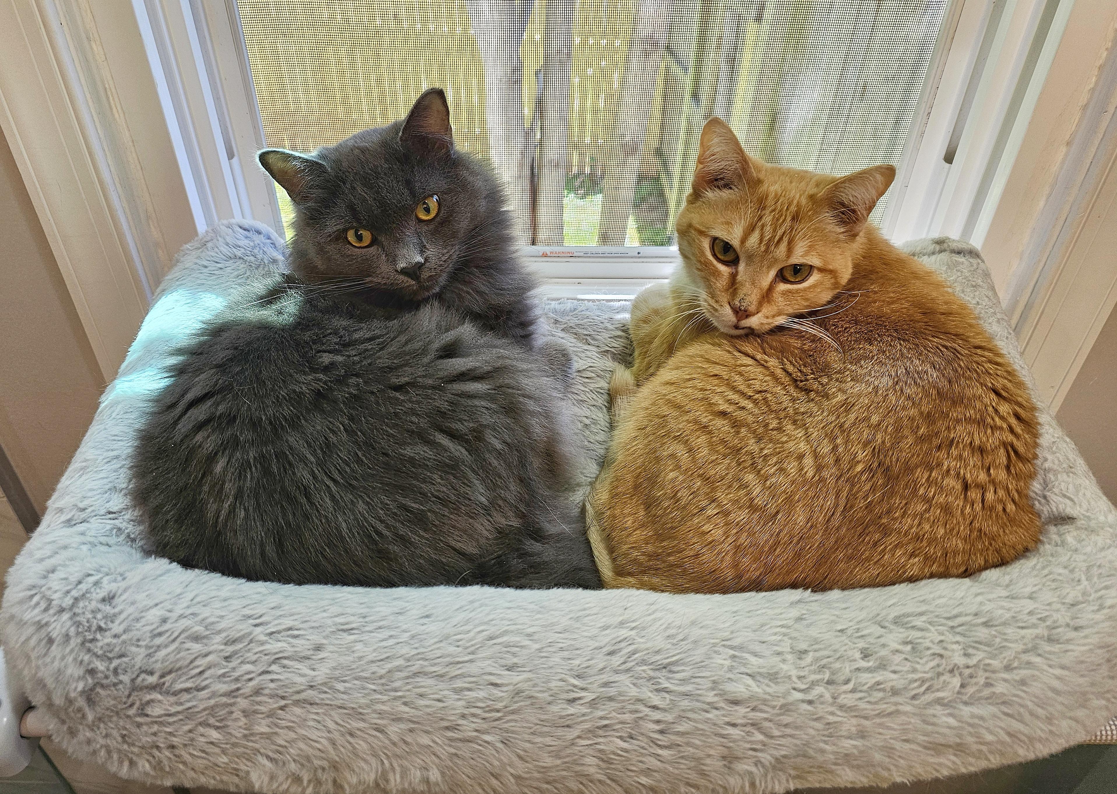 Panchito and Luca , an adoptable mixed breed in Fairfax, VA image 1/6