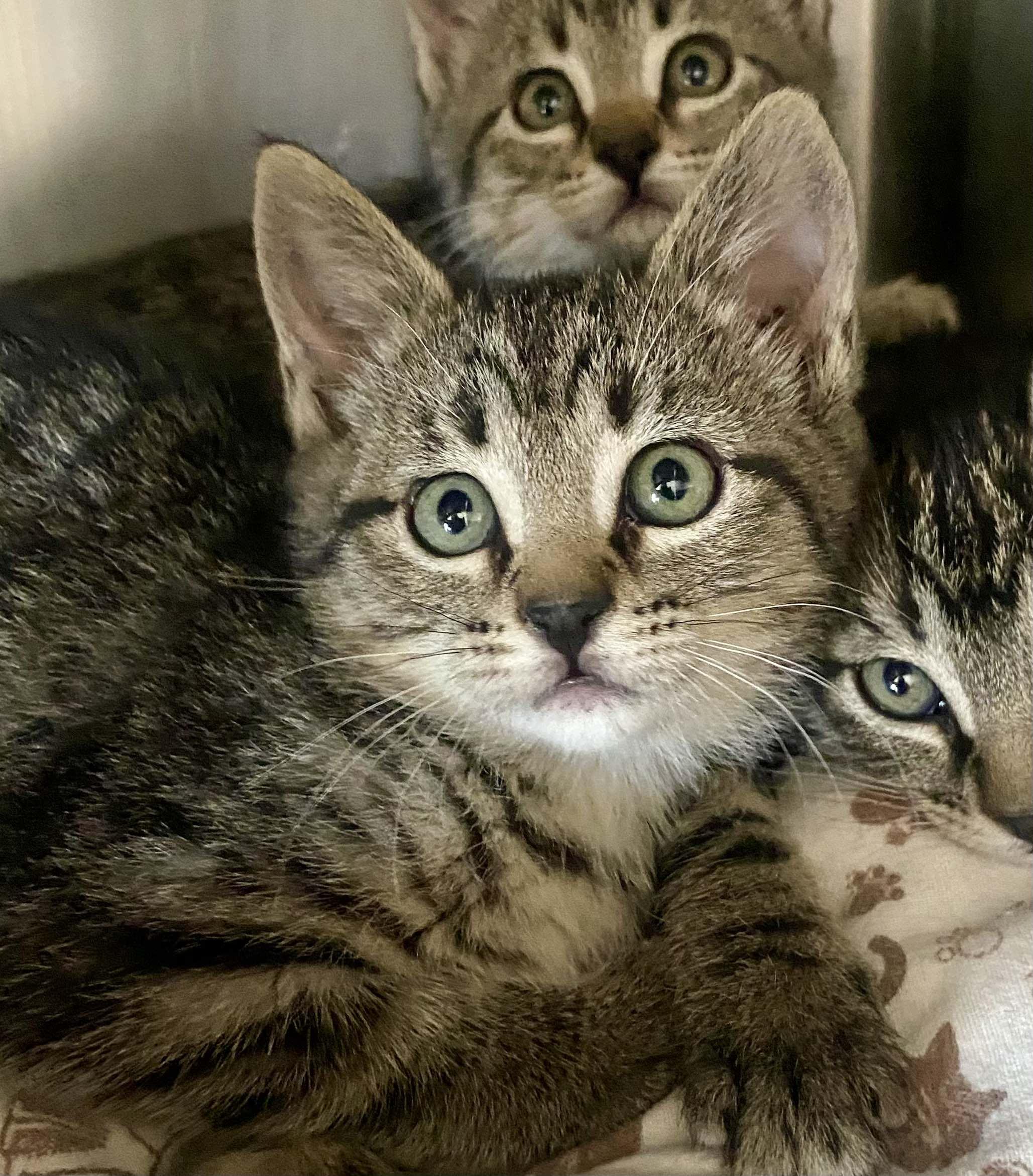 Posie, an adoptable Domestic Short Hair in Blackfoot, ID, 83221 | Photo Image 1
