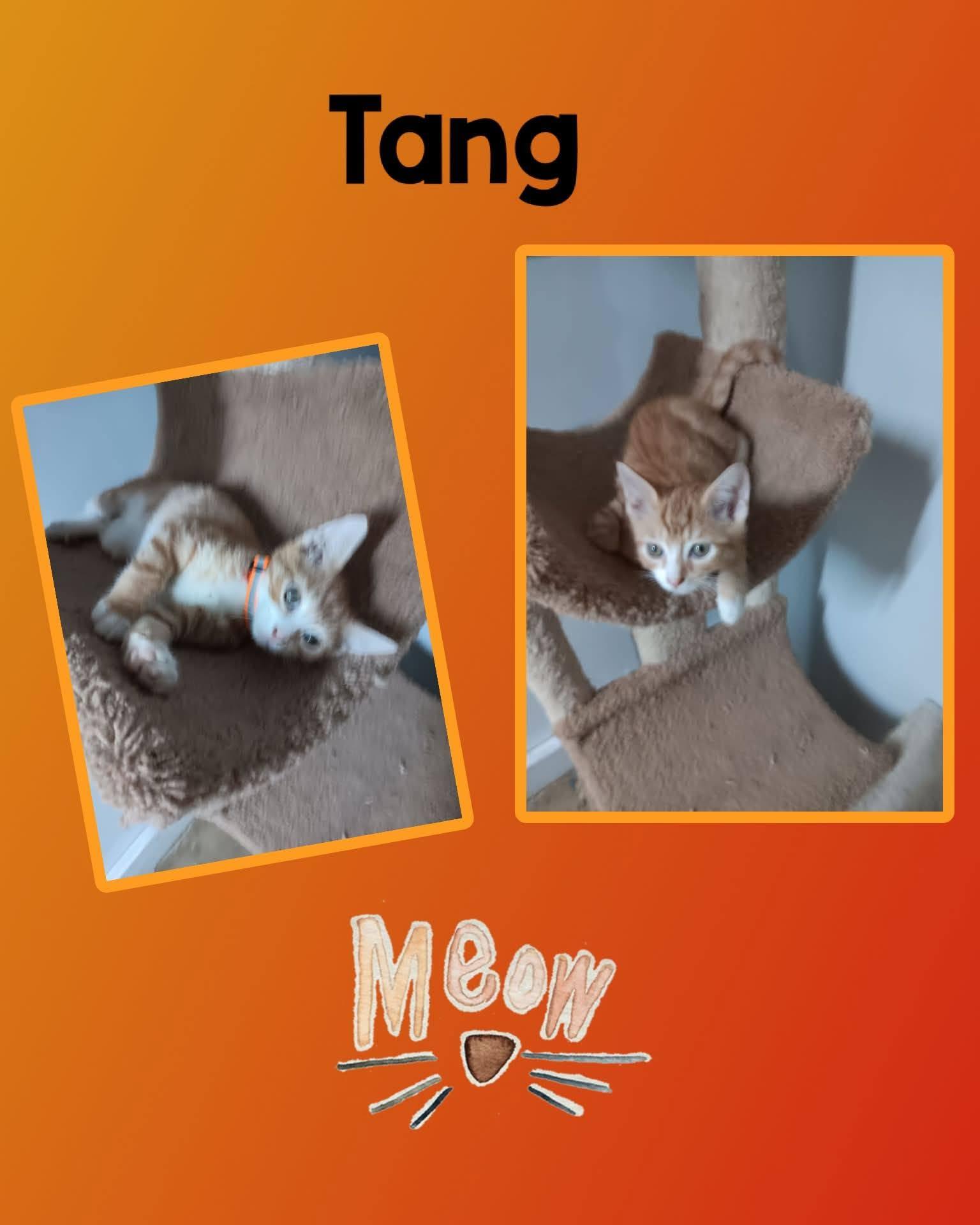 Enlarge Tang, a ADOPTABLE Domestic Medium Hair in Monticello, IN image 1/1