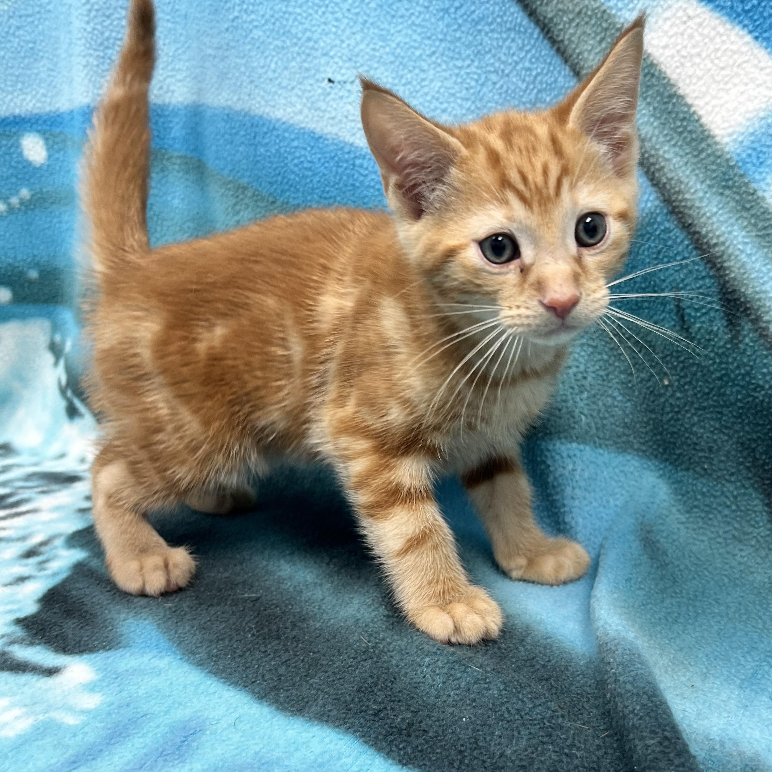 Lenny, ADOPTABLE, Kitten Male Domestic Short Hair.