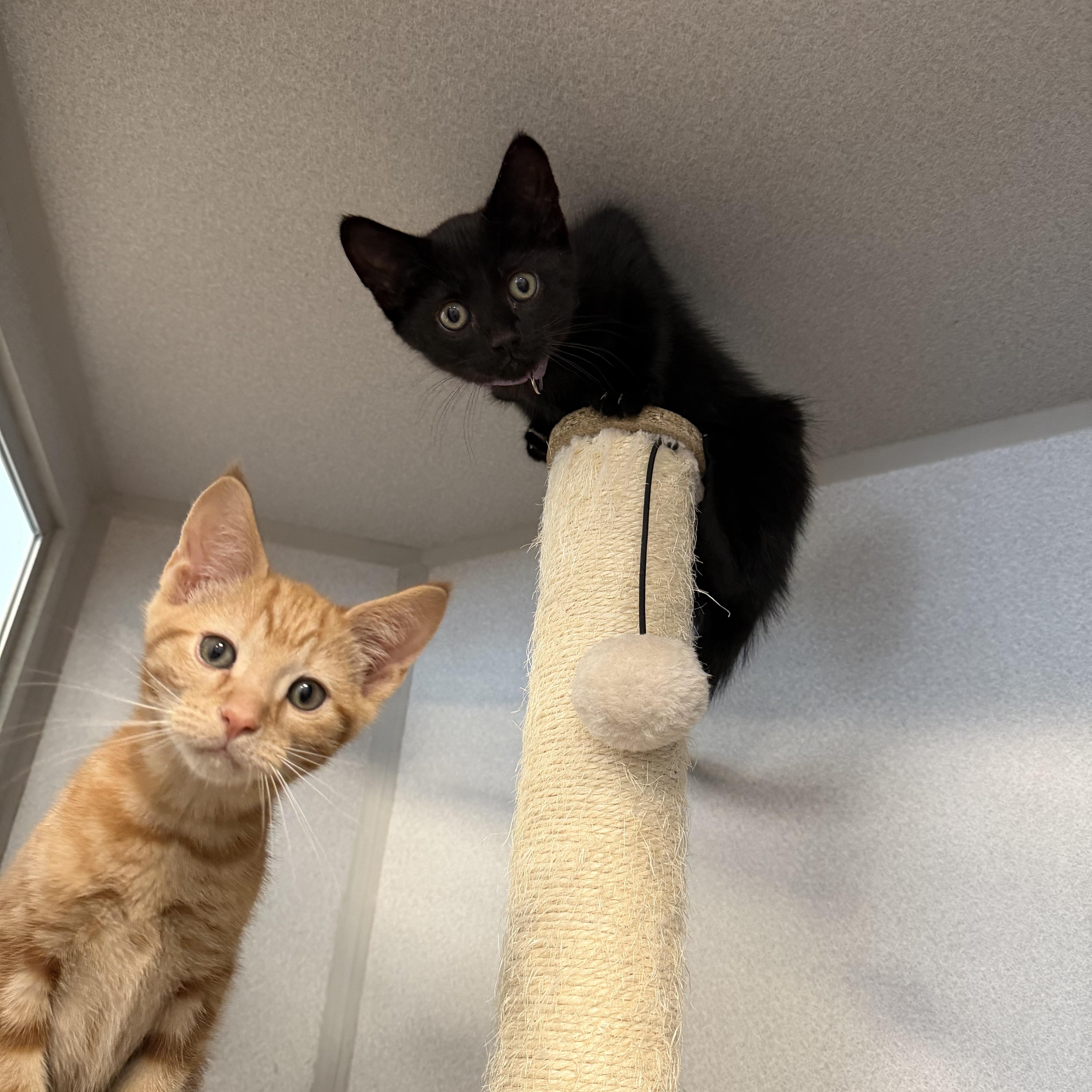 Enlarge Lenny, a ADOPTABLE Domestic Short Hair in Bear, DE image 2/4