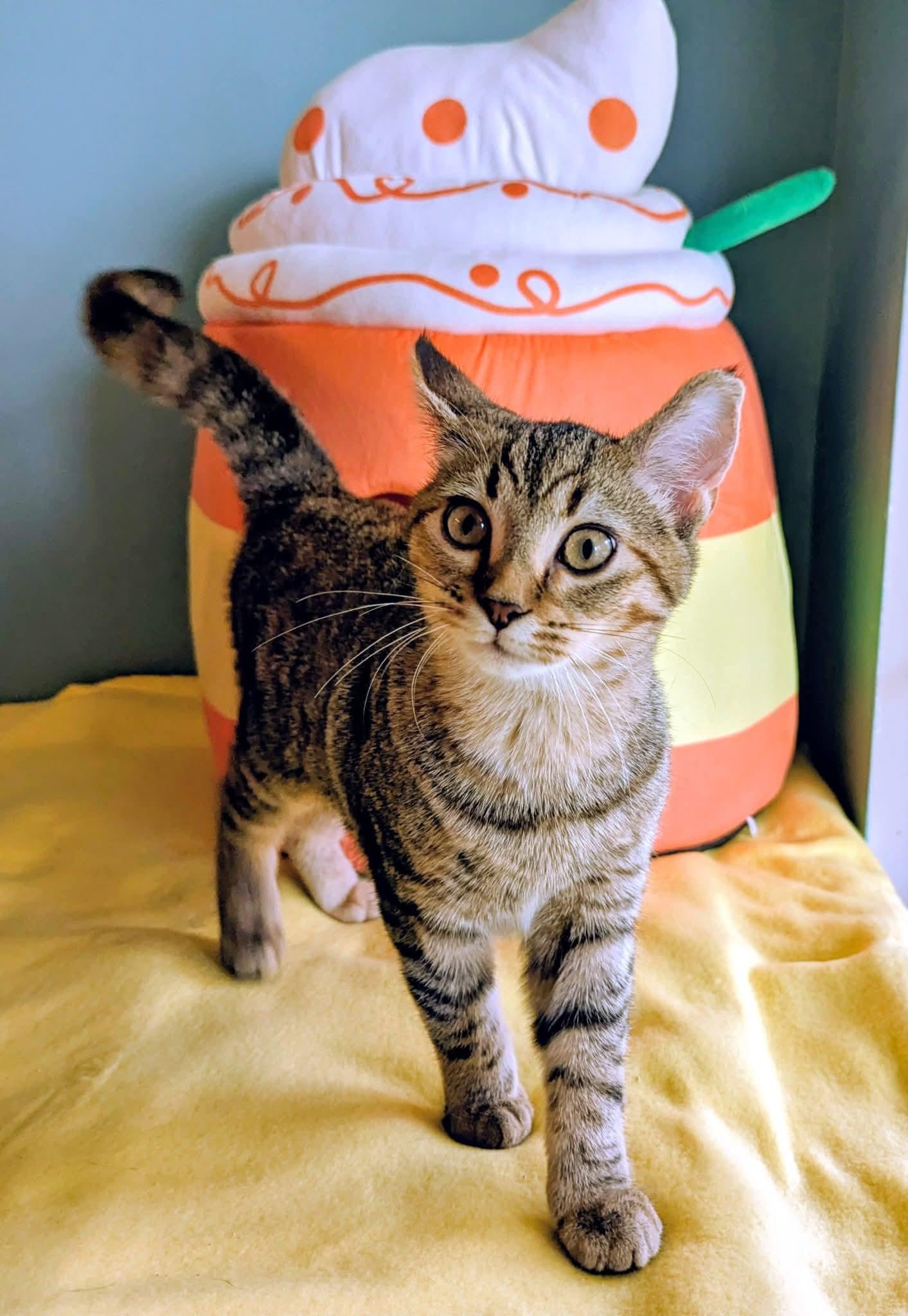 Kuri, a Adoptable mixed breed in Plain City, OH image 2/3