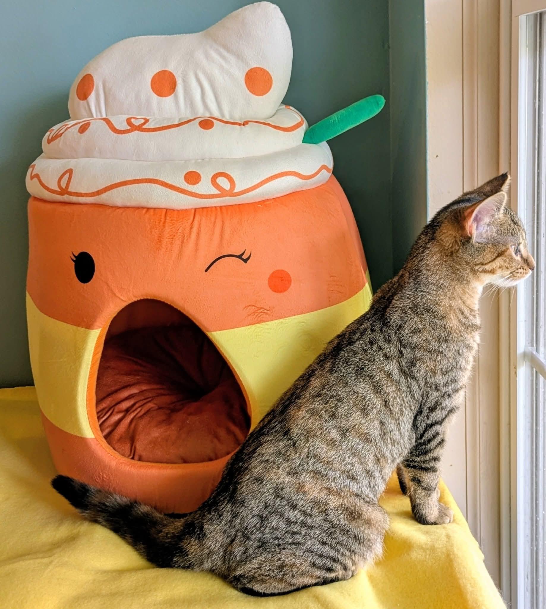 Kuri, a Adoptable mixed breed in Plain City, OH image 3/3