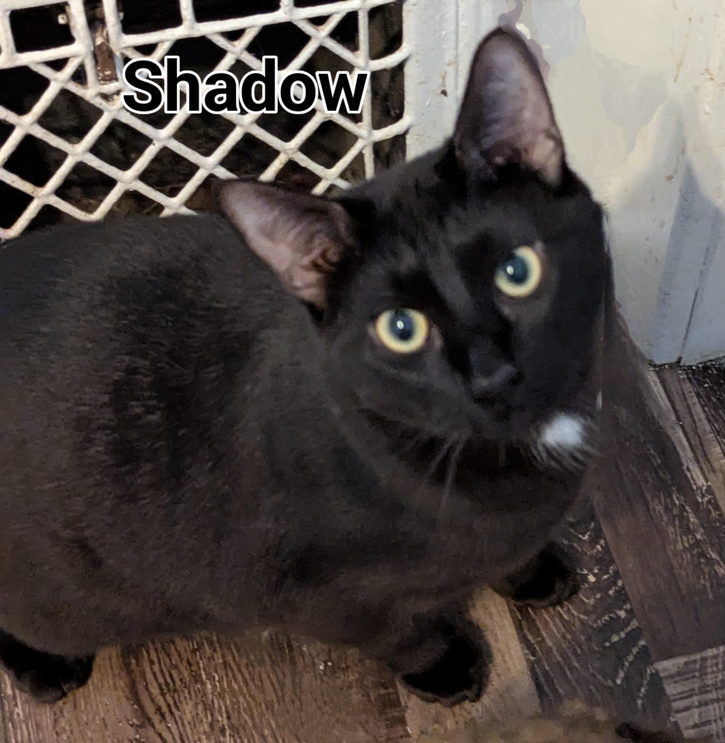 Shadow, Adoptable, Young Male Domestic Short Hair.