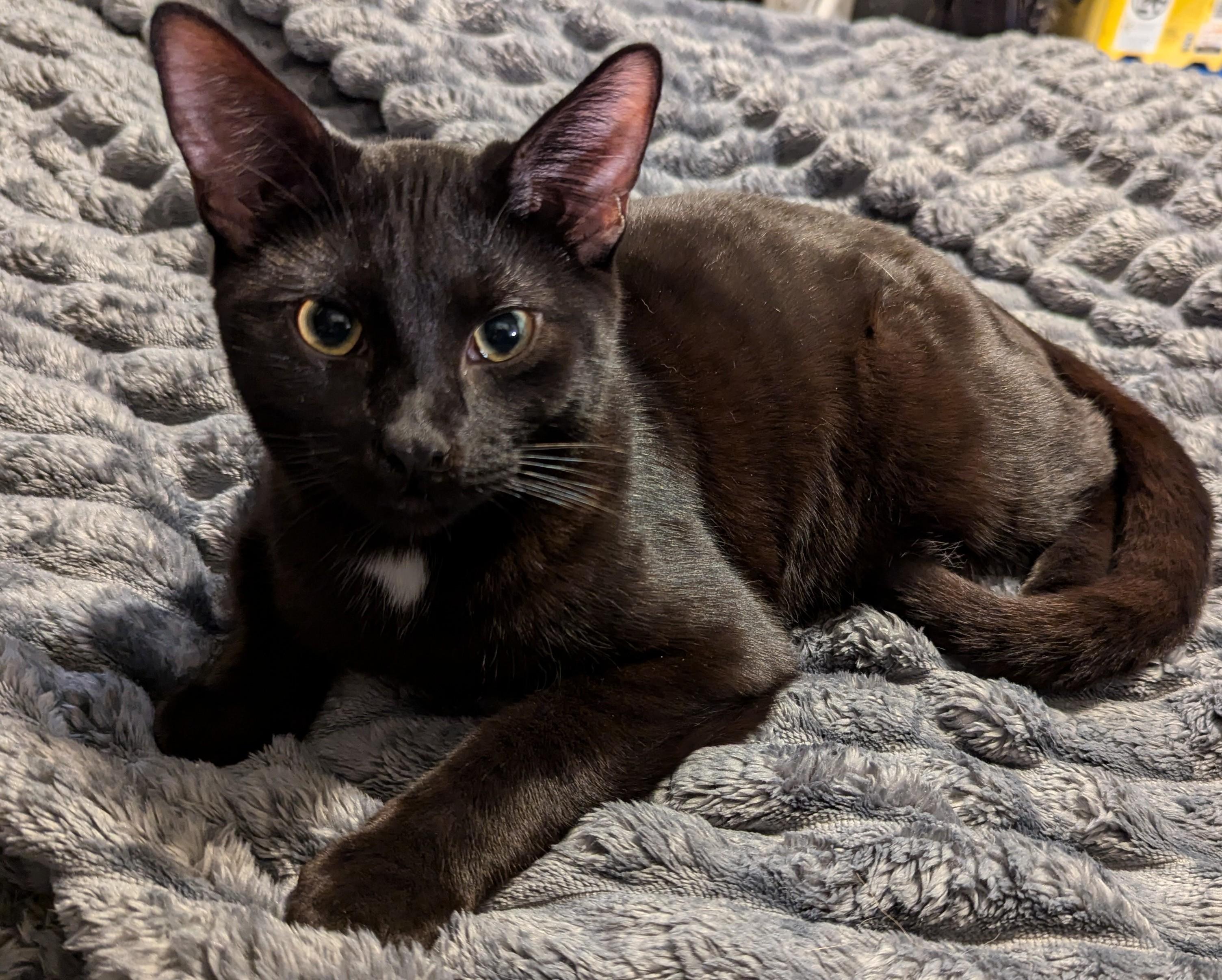 Shadow, a Adoptable Domestic Short Hair in Lincoln, NE image 2/2