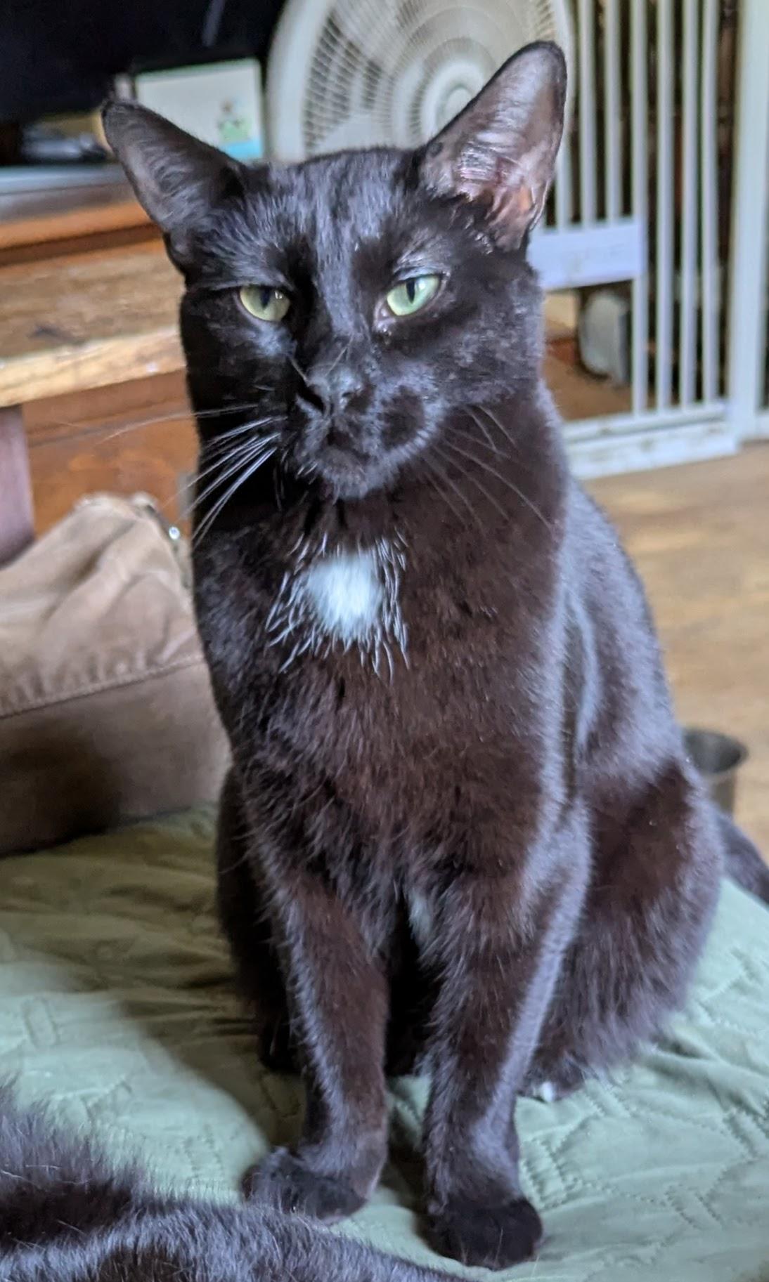 Shadow, Adoptable, Young Male Domestic Short Hair.