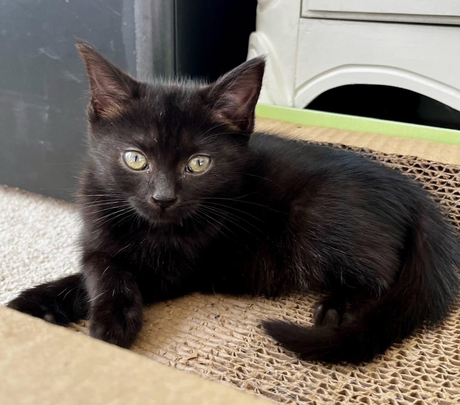Enlarge Bonnie, a Adopted Domestic Short Hair in Reston, VA image 1/3